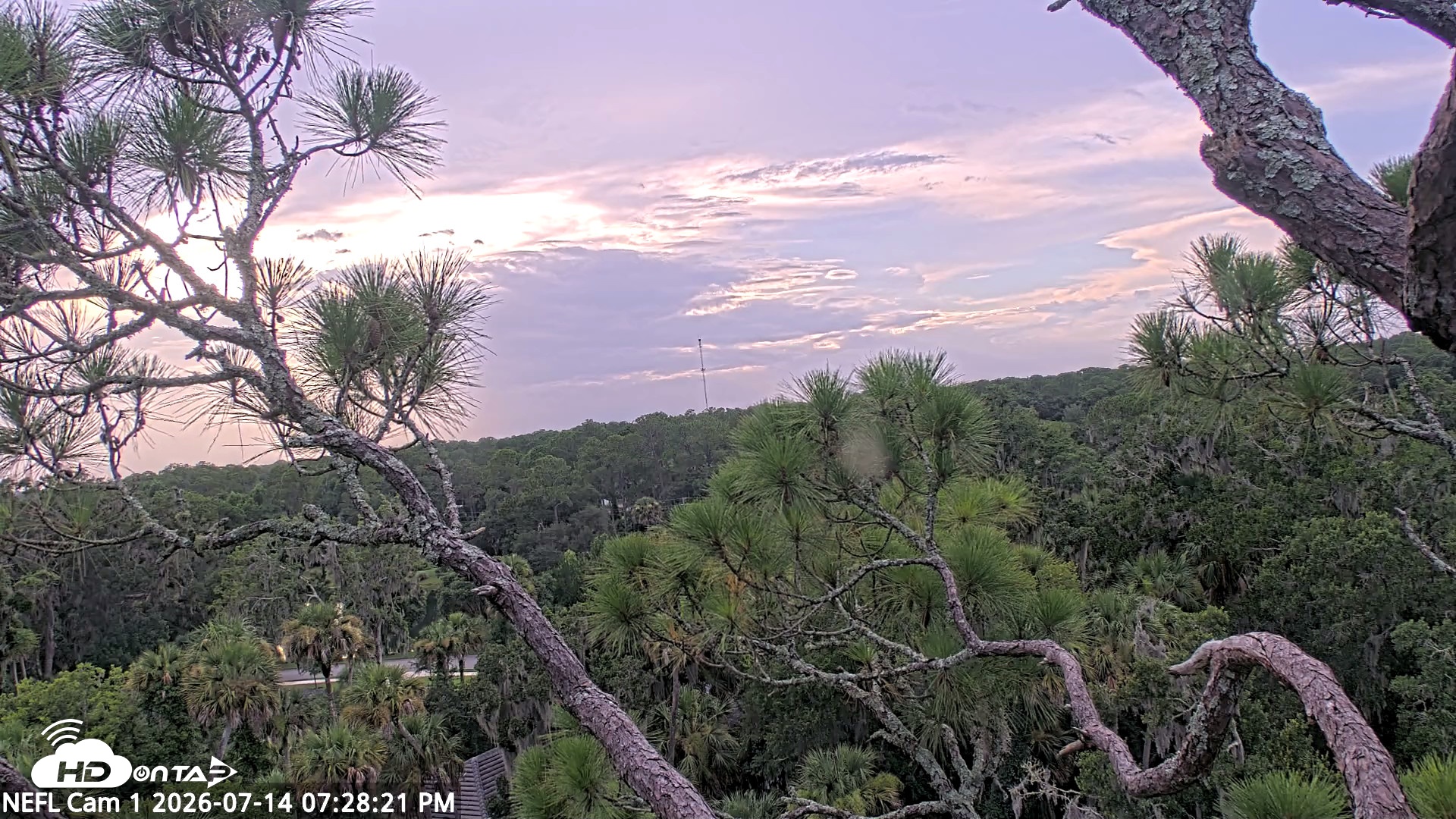 Snapshot of NE Florida Eagles Live Webcam taken Jul 14, 2026, 7:29pm EDT