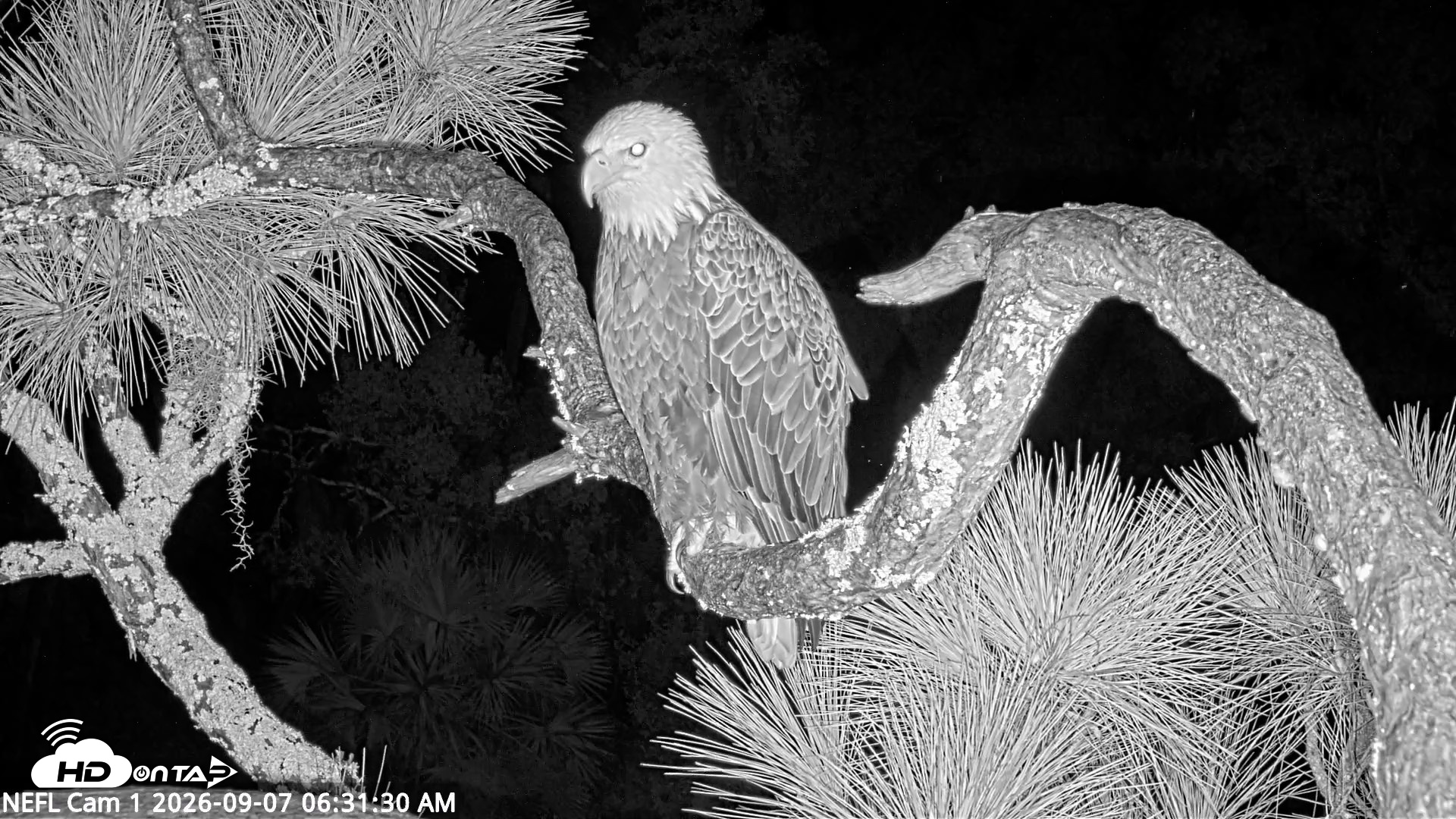 Snapshot of NE Florida Eagles Live Webcam taken Sep 7, 2026, 6:32am EDT