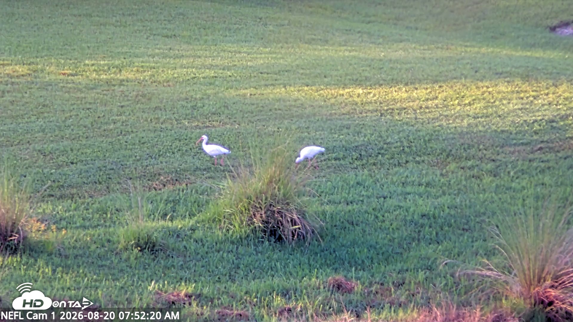 Snapshot of NE Florida Eagles Live Webcam taken Aug 20, 2026, 7:53am EDT