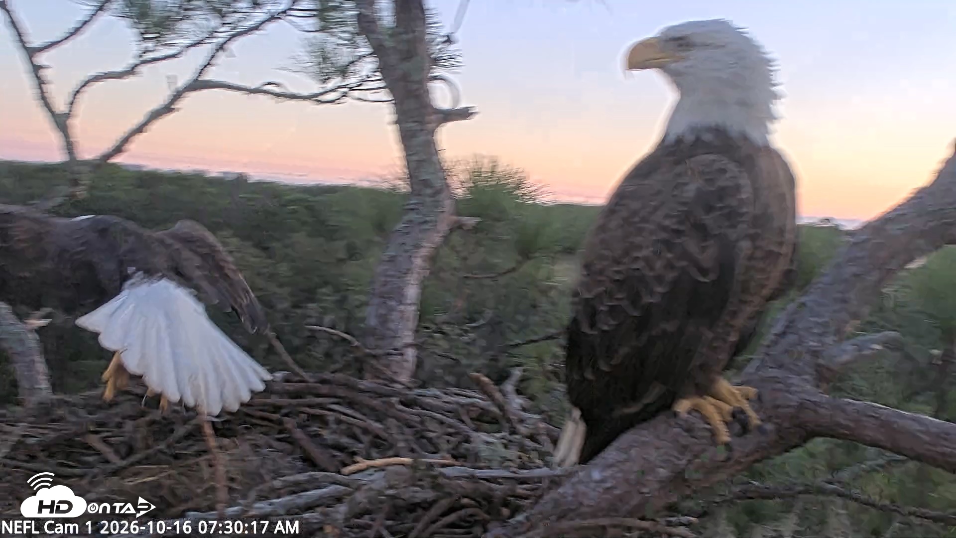 Snapshot of NE Florida Eagles Live Webcam taken Oct 16, 2026, 7:31am EDT