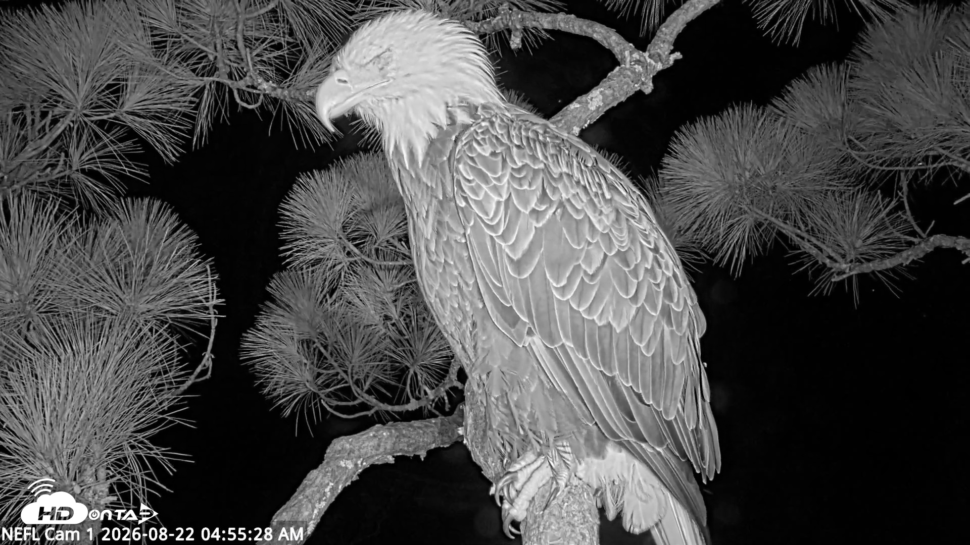 Snapshot of NE Florida Eagles Live Webcam taken Aug 22, 2026, 4:56am EDT