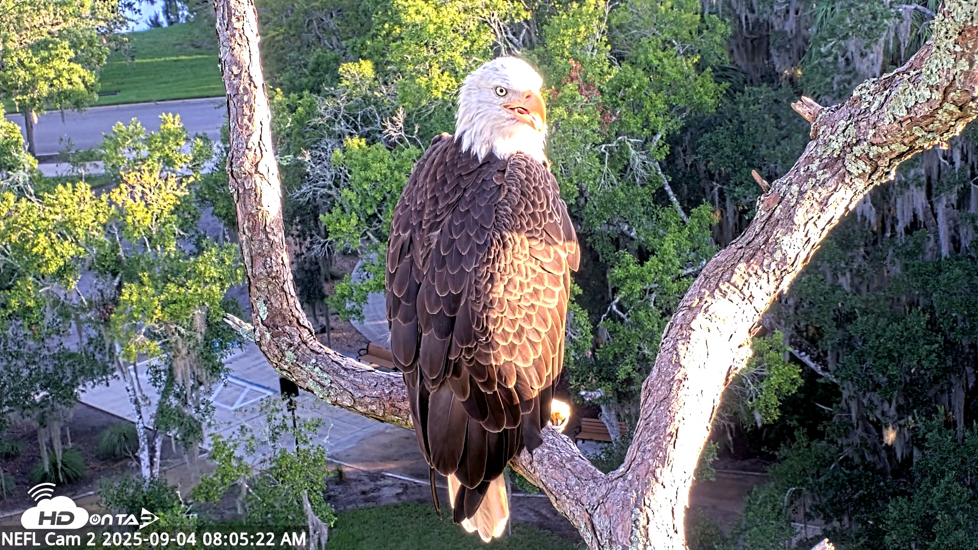 Snapshot of NE Florida Eagles Live Webcam taken Sep 4, 2025, 8:06am EDT