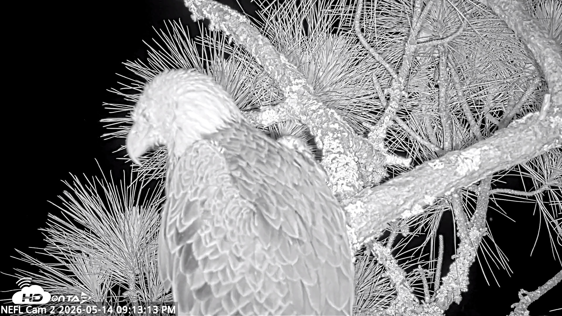 Snapshot of NE Florida Eagles Live Webcam taken May 14, 2026, 9:14pm EDT
