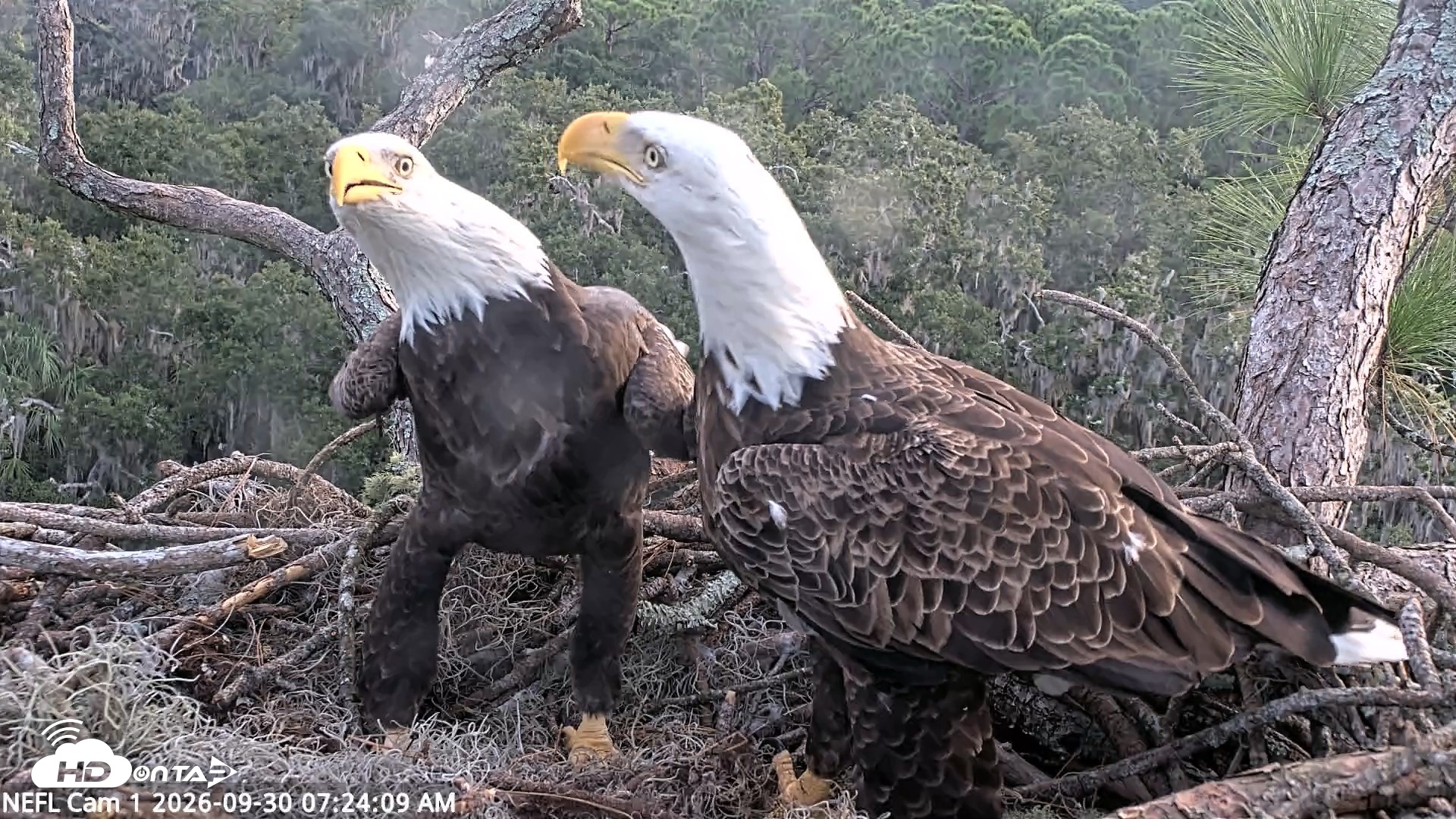 Snapshot of NE Florida Eagles Live Webcam taken Sep 30, 2026, 7:25am EDT