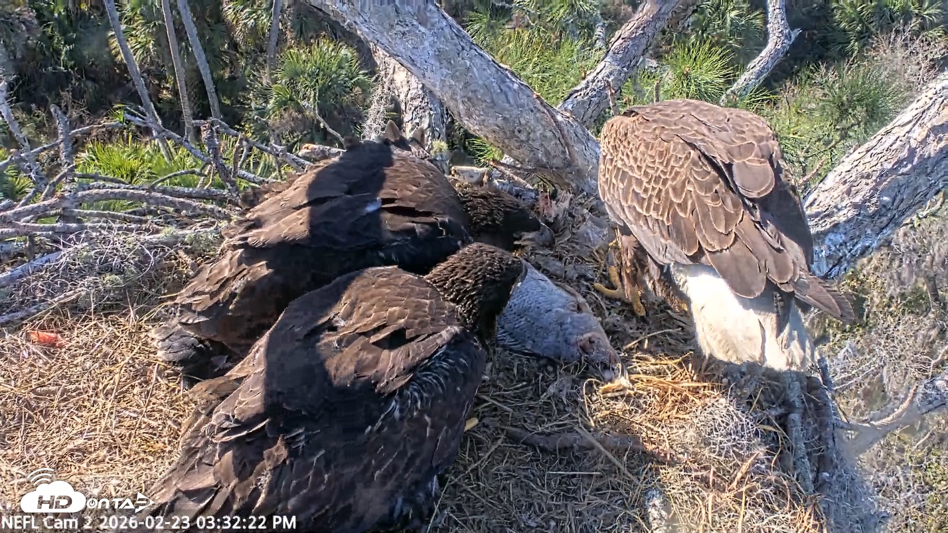Snapshot of NE Florida Eagles Live Webcam taken Feb 23, 2026, 3:33pm EST