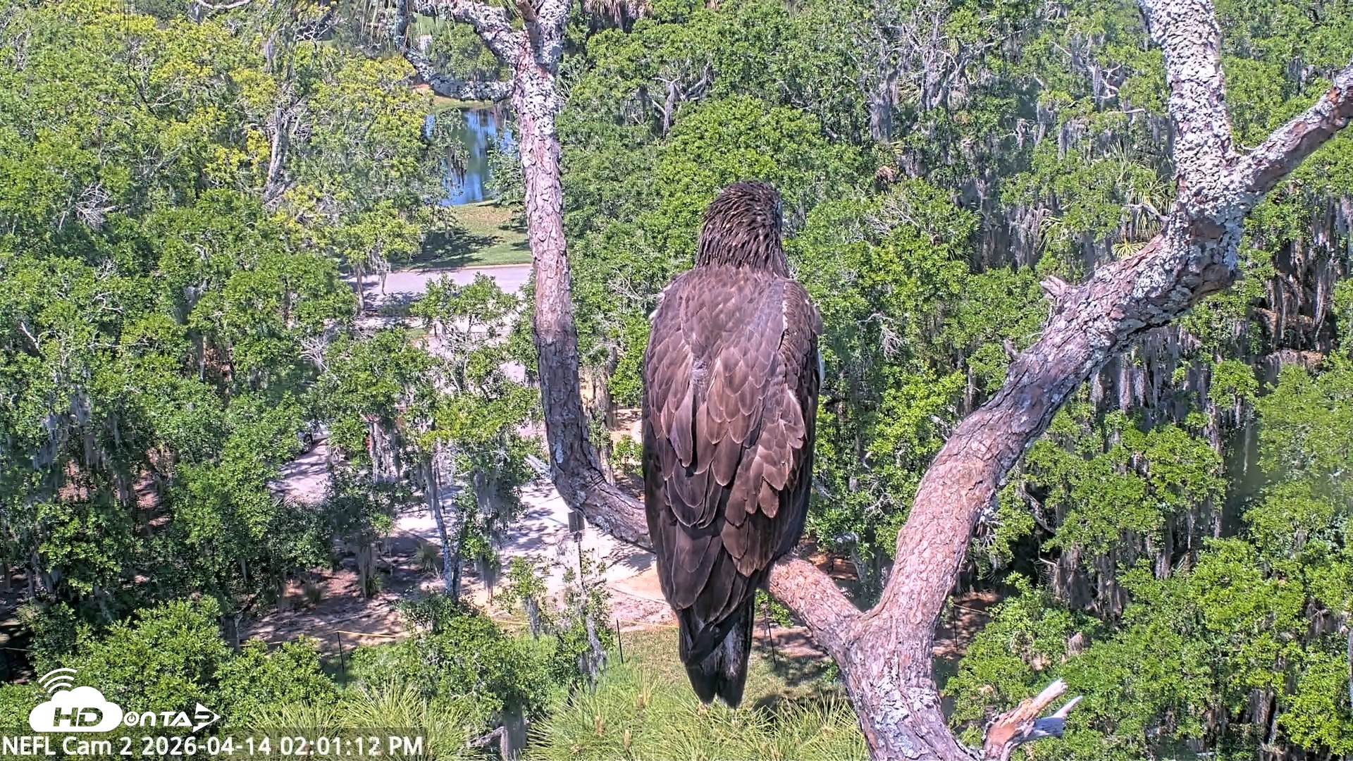 Snapshot of NE Florida Eagles Live Webcam taken Apr 14, 2026, 2:01pm EDT