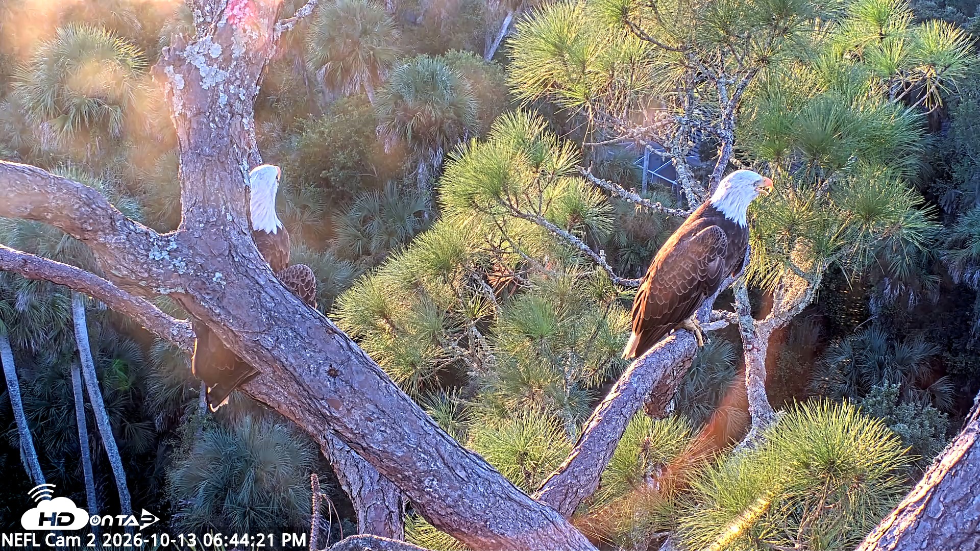 Snapshot of NE Florida Eagles Live Webcam taken Oct 13, 2026, 6:45pm EDT