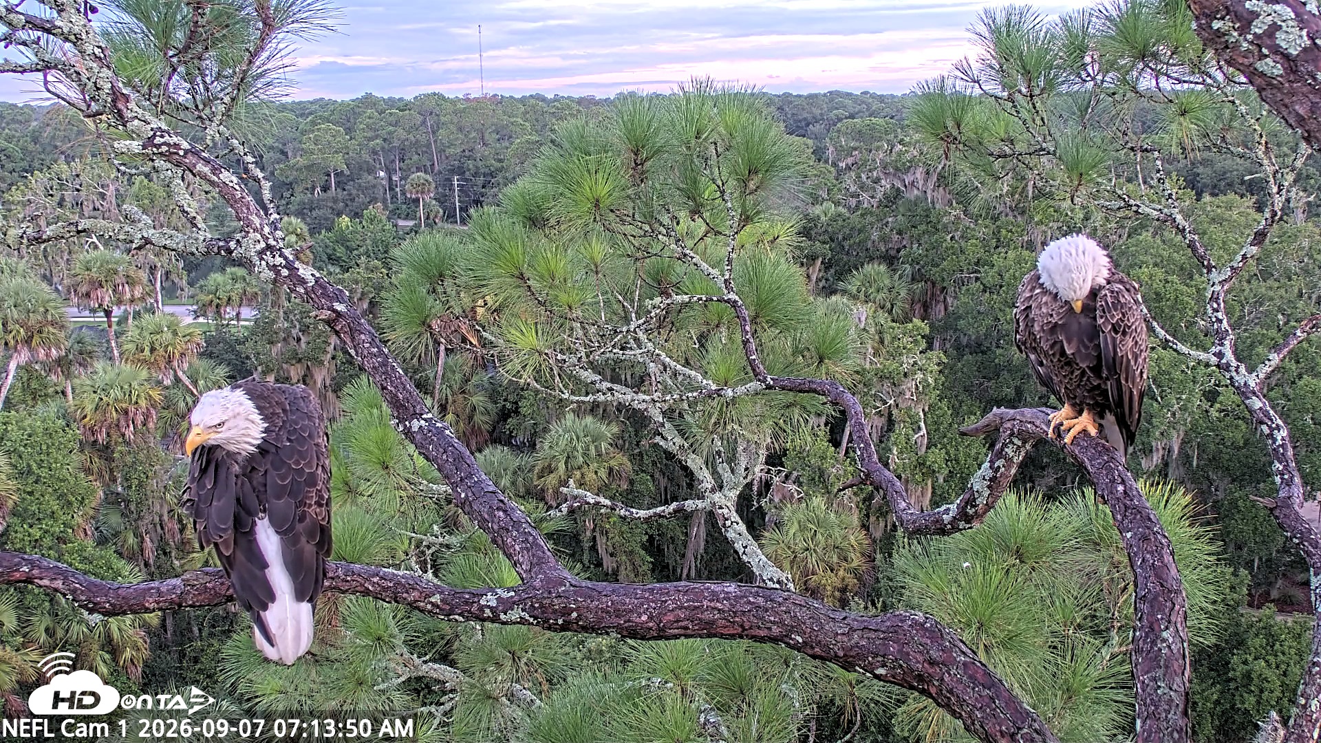 Snapshot of NE Florida Eagles Live Webcam taken Sep 7, 2026, 7:15am EDT