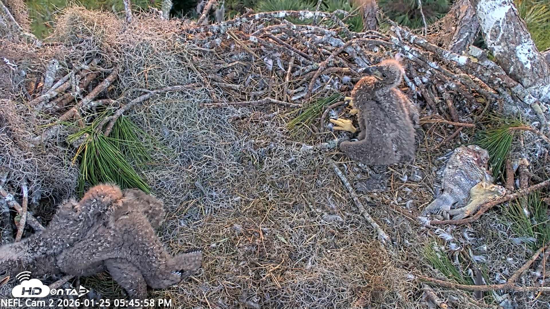 Snapshot of NE Florida Eagles Live Webcam taken Jan 25, 2026, 5:46pm EST