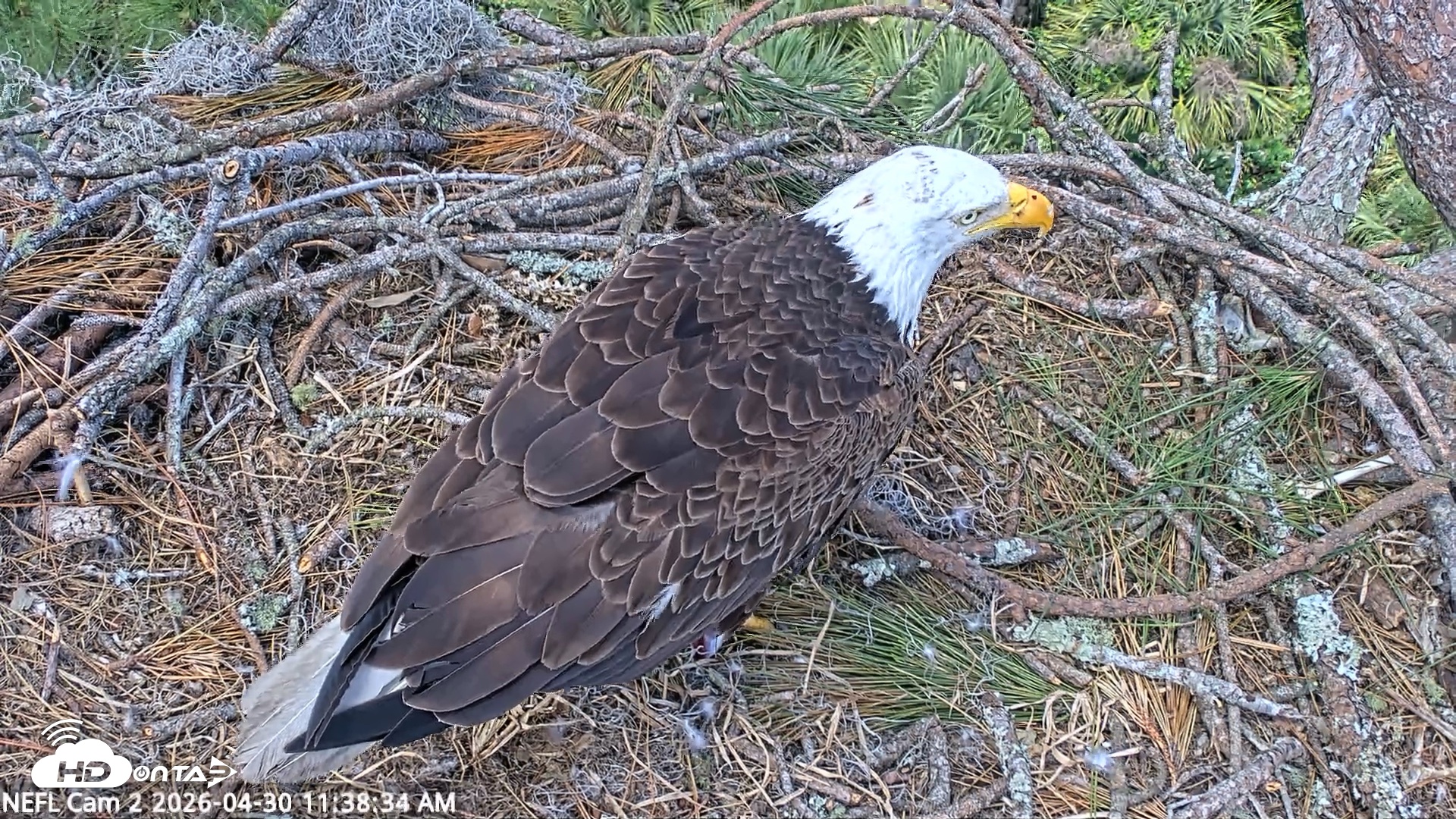 Snapshot of NE Florida Eagles Live Webcam taken Apr 30, 2026, 11:39am EDT