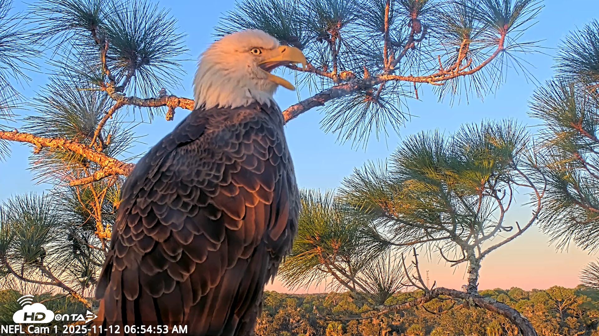 Snapshot of NE Florida Eagles Live Webcam taken Nov 12, 2025, 6:55am EST