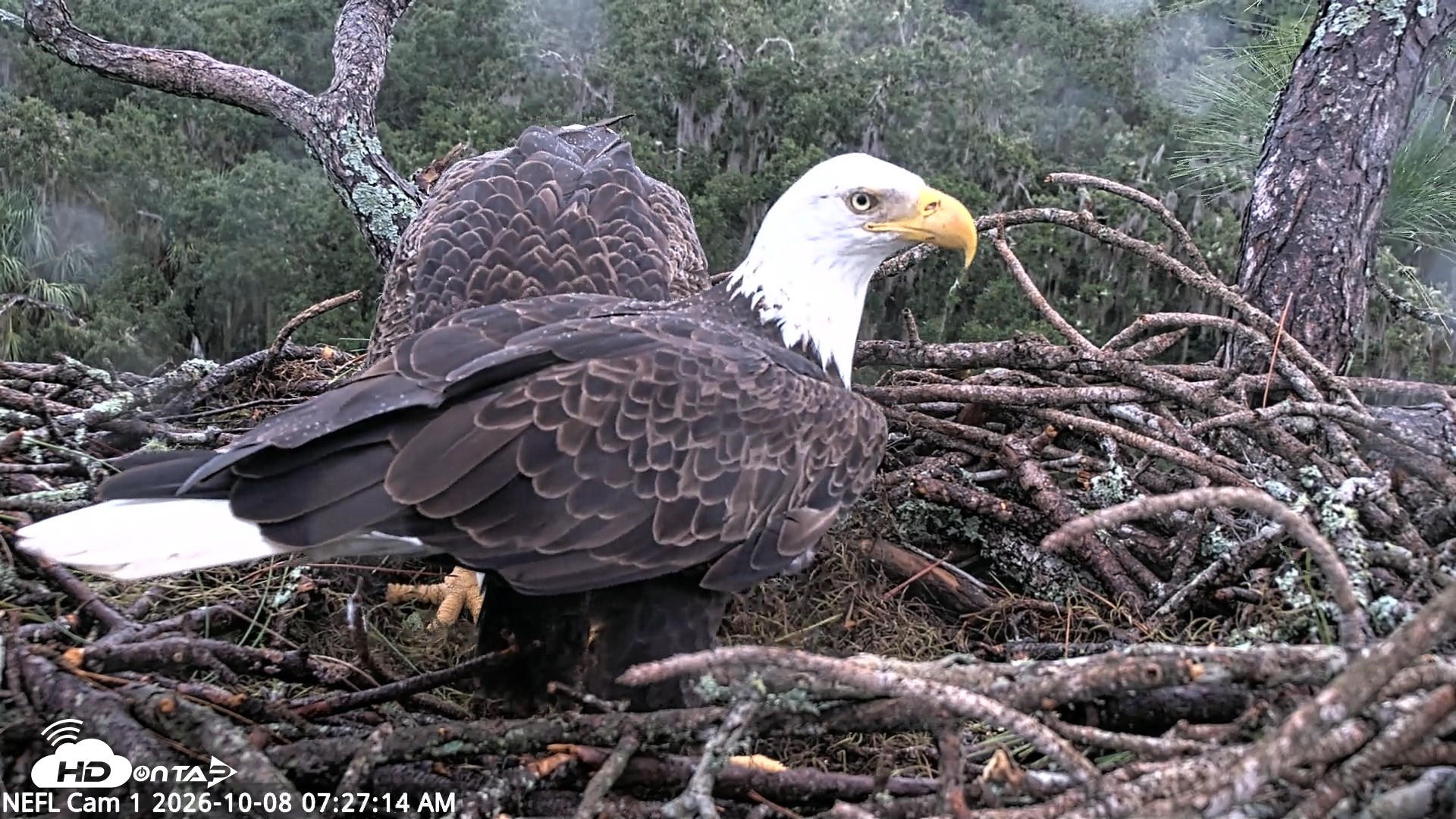 Snapshot of NE Florida Eagles Live Webcam taken Oct 8, 2026, 7:28am EDT
