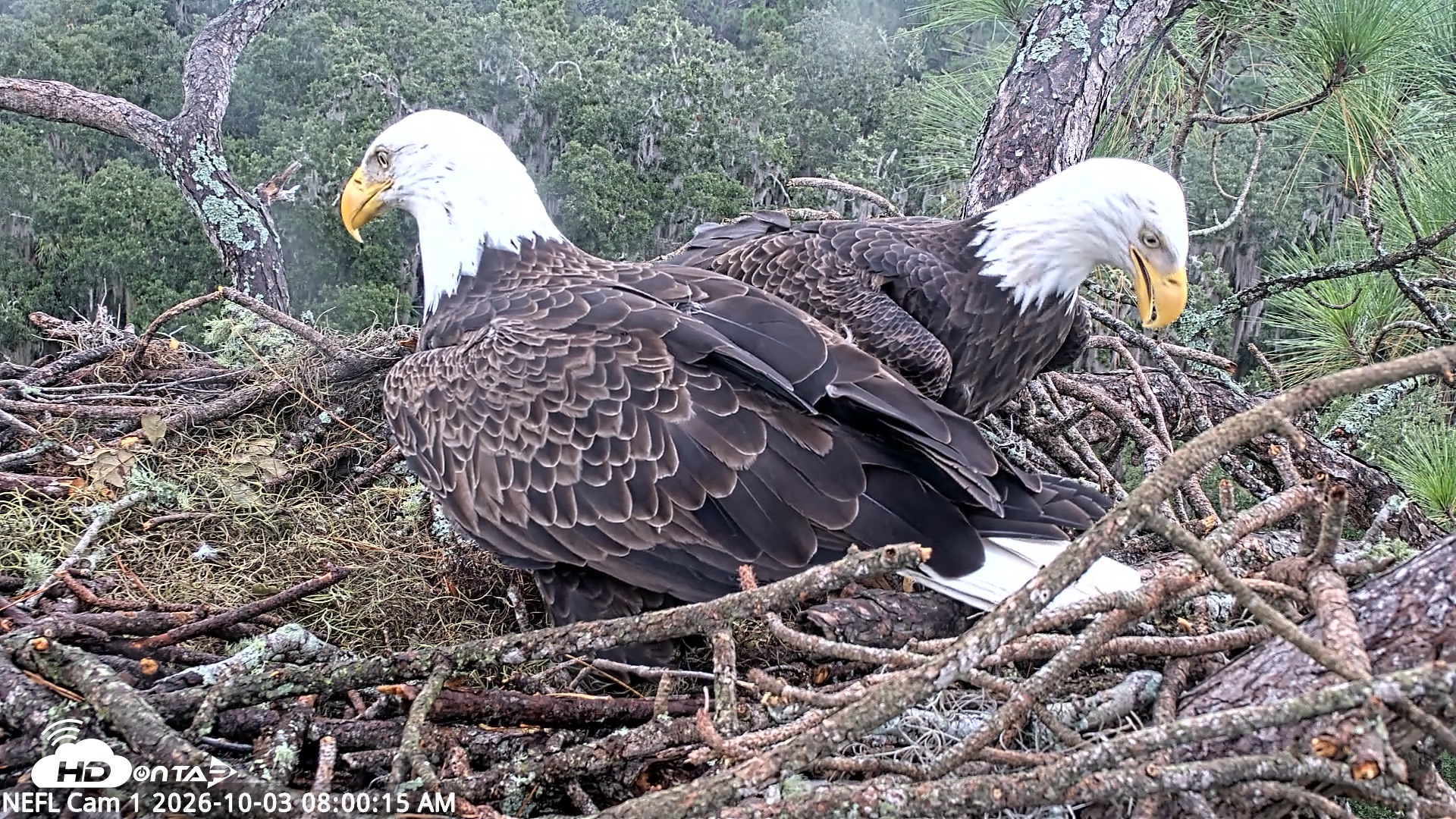 Snapshot of NE Florida Eagles Live Webcam taken Oct 3, 2026, 8:01am EDT