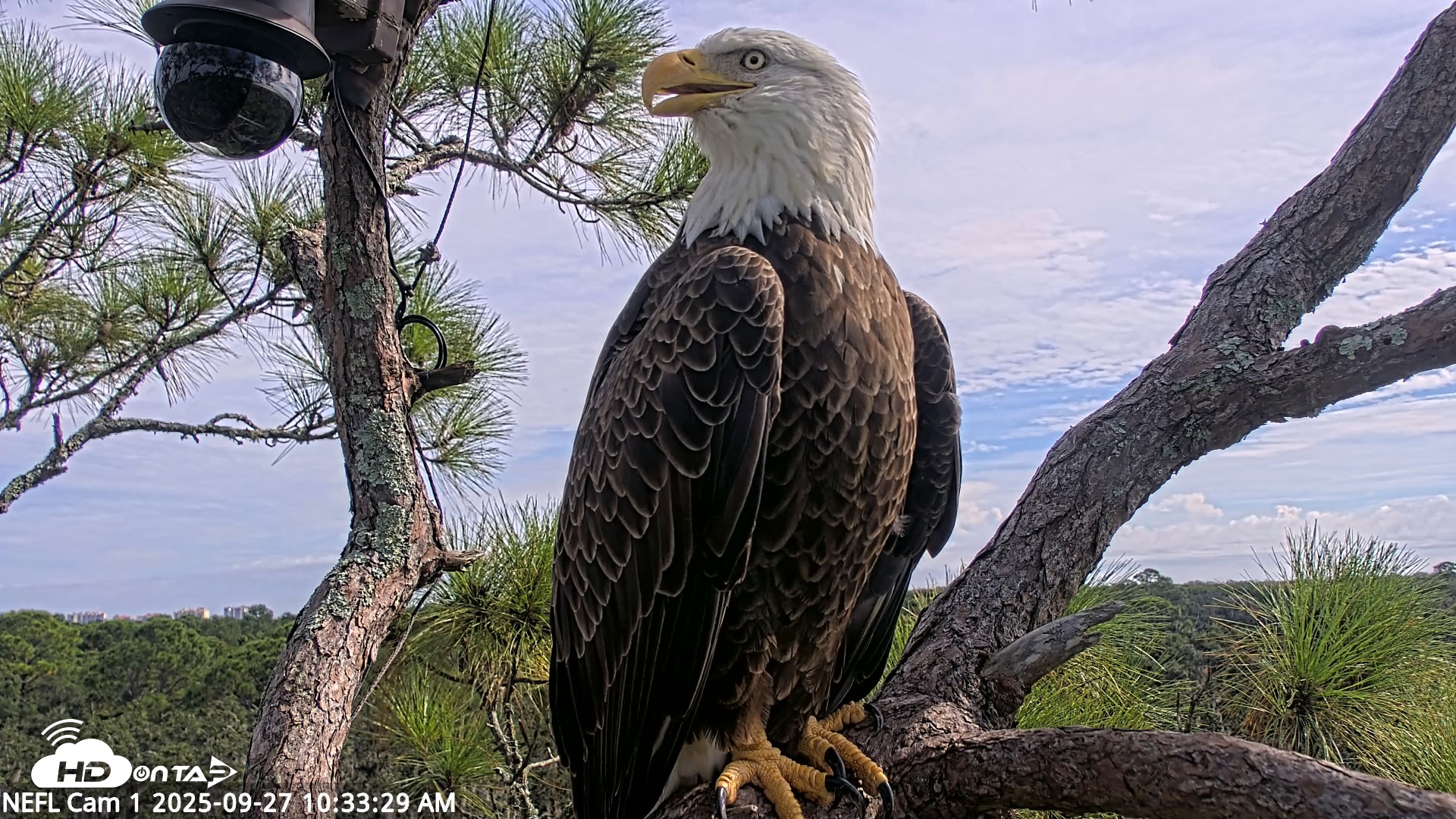 Snapshot of NE Florida Eagles Live Webcam taken Sep 27, 2025, 10:34am EDT