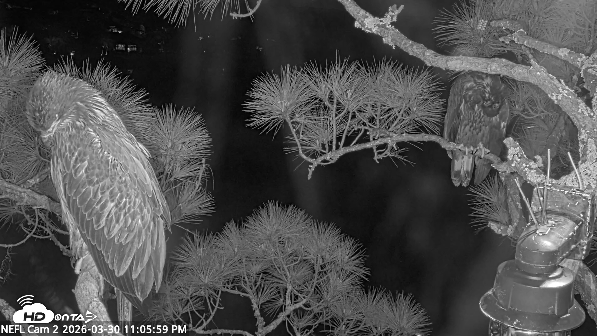 Snapshot of NE Florida Eagles Live Webcam taken Mar 30, 2026, 11:06pm EDT