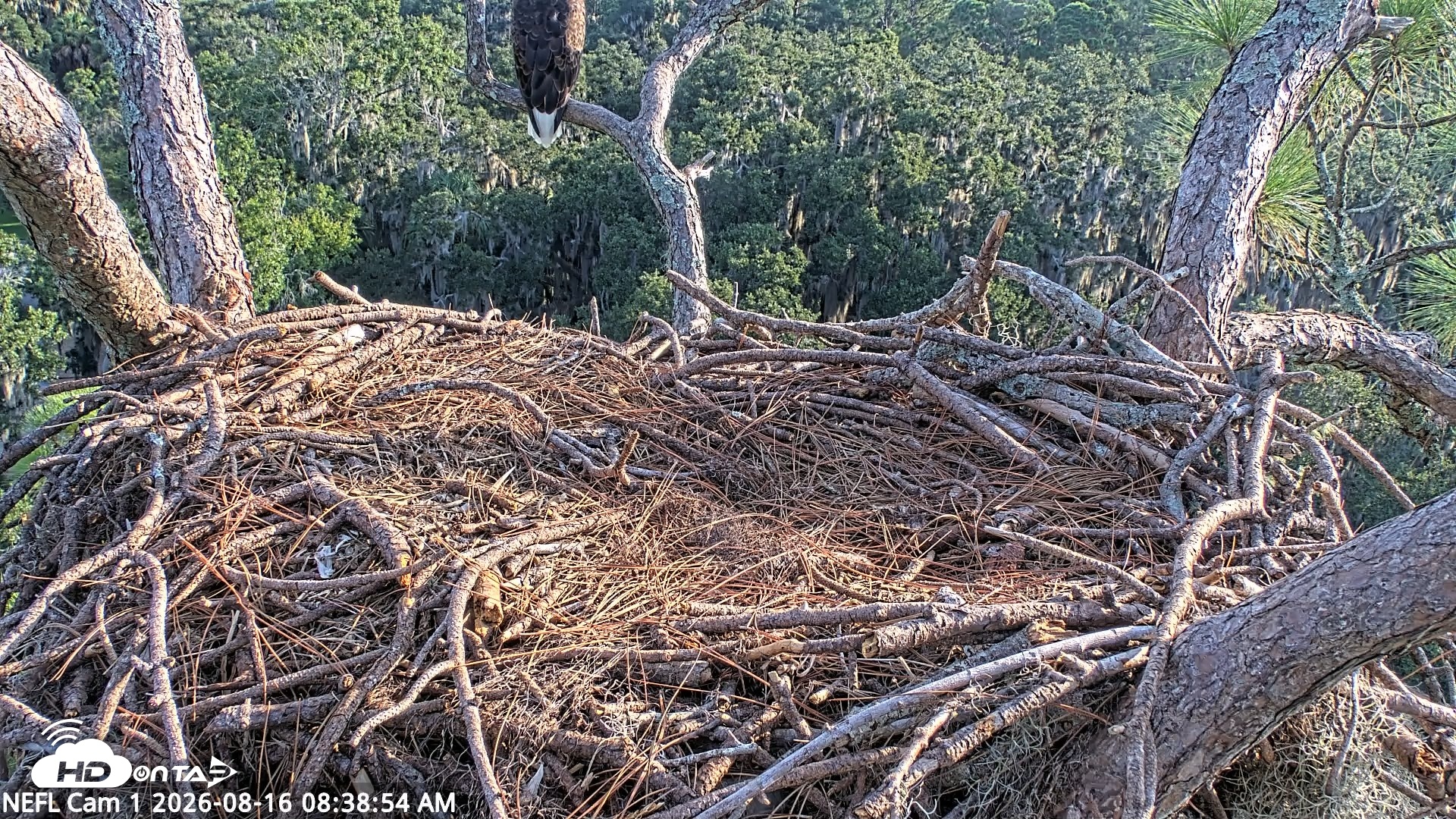 Snapshot of NE Florida Eagles Live Webcam taken Aug 16, 2026, 8:39am EDT