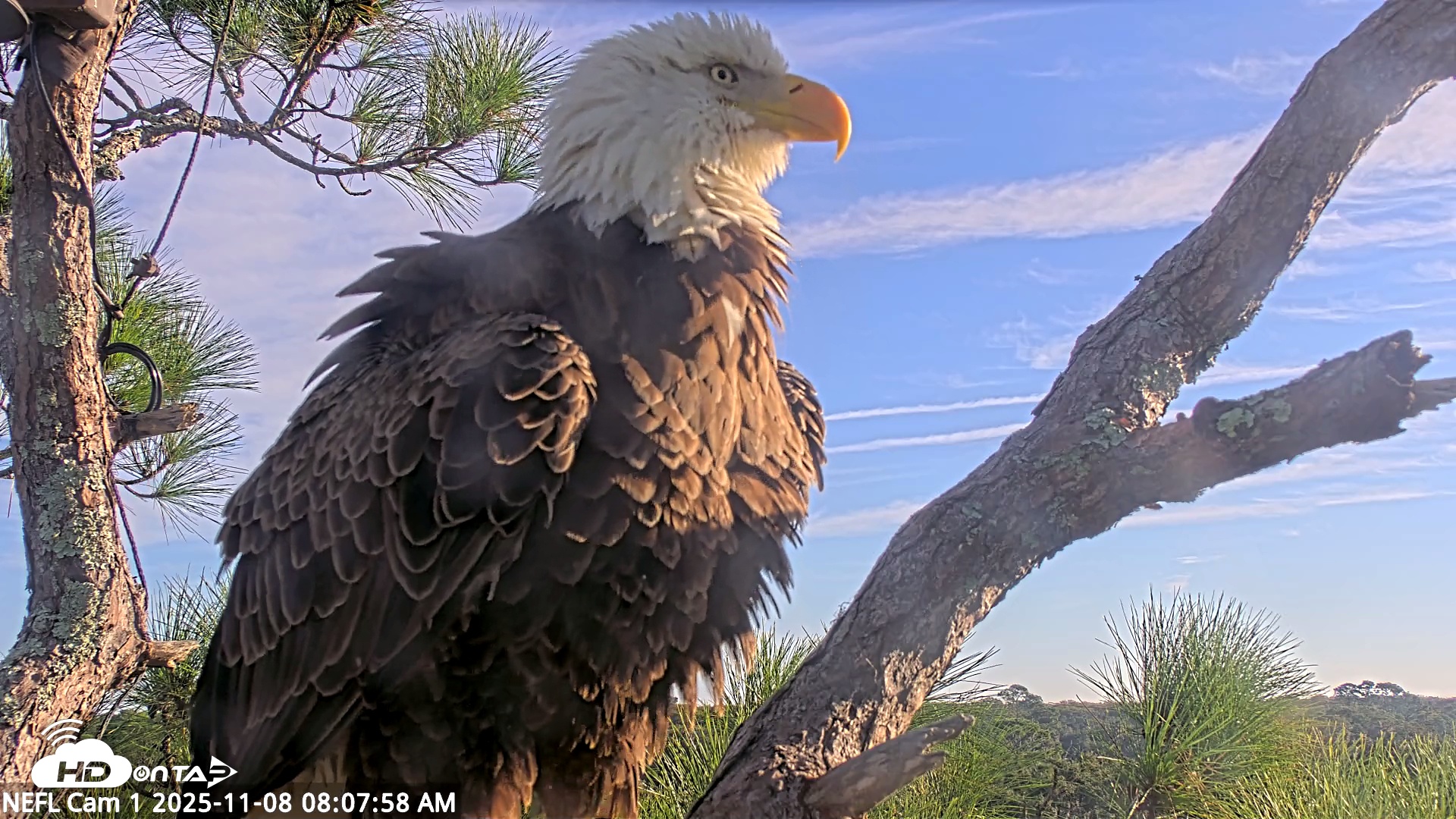 Snapshot of NE Florida Eagles Live Webcam taken Nov 8, 2025, 8:09am EST