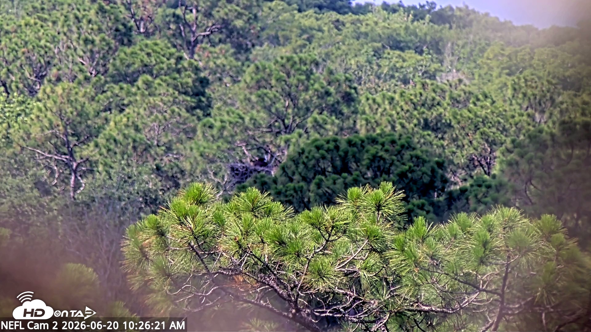 Snapshot of NE Florida Eagles Live Webcam taken Jun 20, 2026, 10:27am EDT