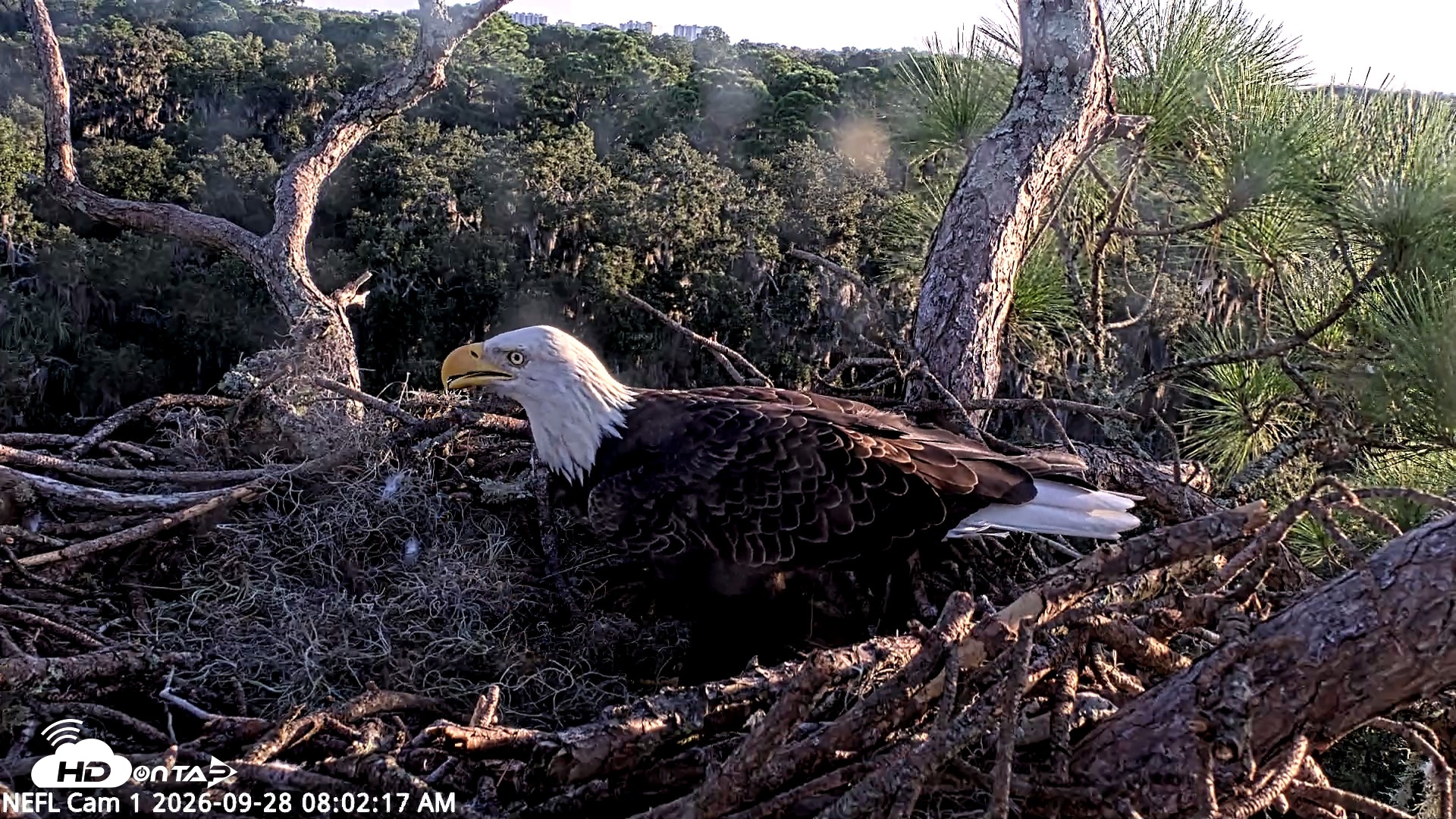 Snapshot of NE Florida Eagles Live Webcam taken Sep 28, 2026, 8:03am EDT