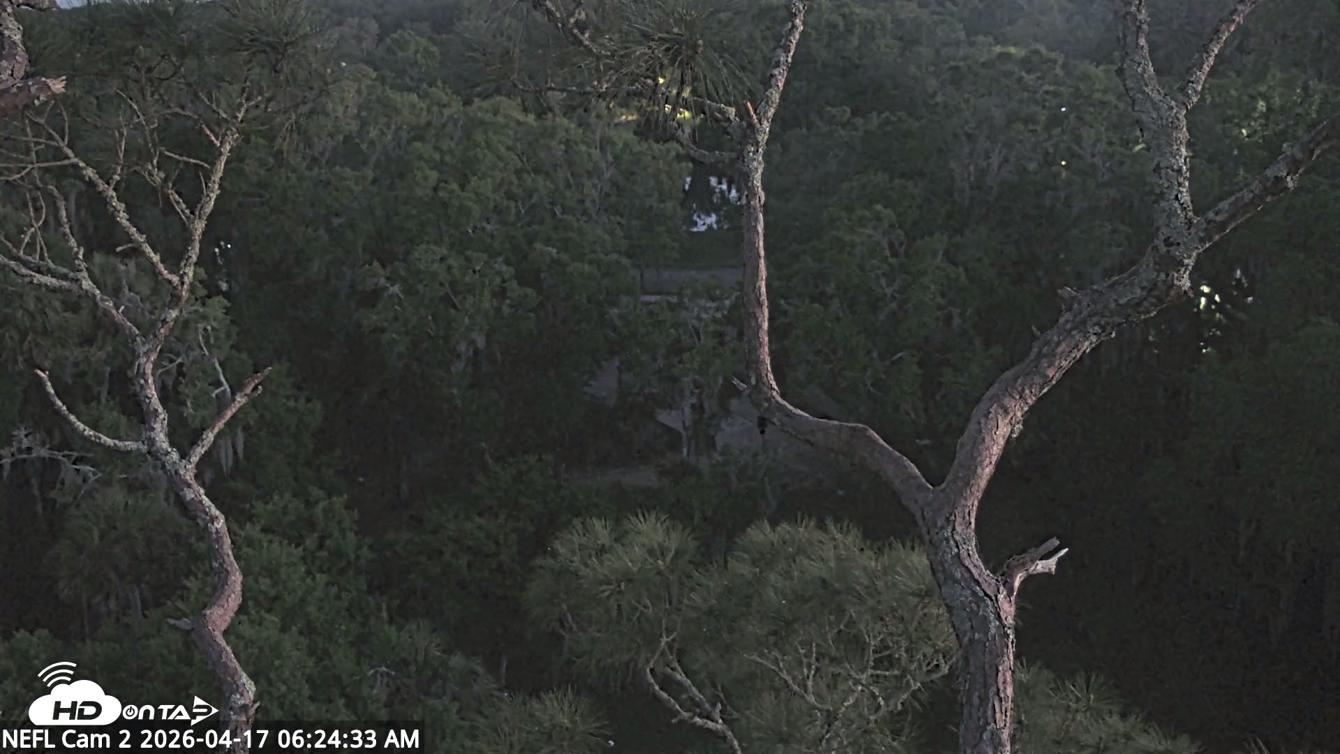 Snapshot of NE Florida Eagles Live Webcam taken Apr 17, 2026, 6:25am EDT