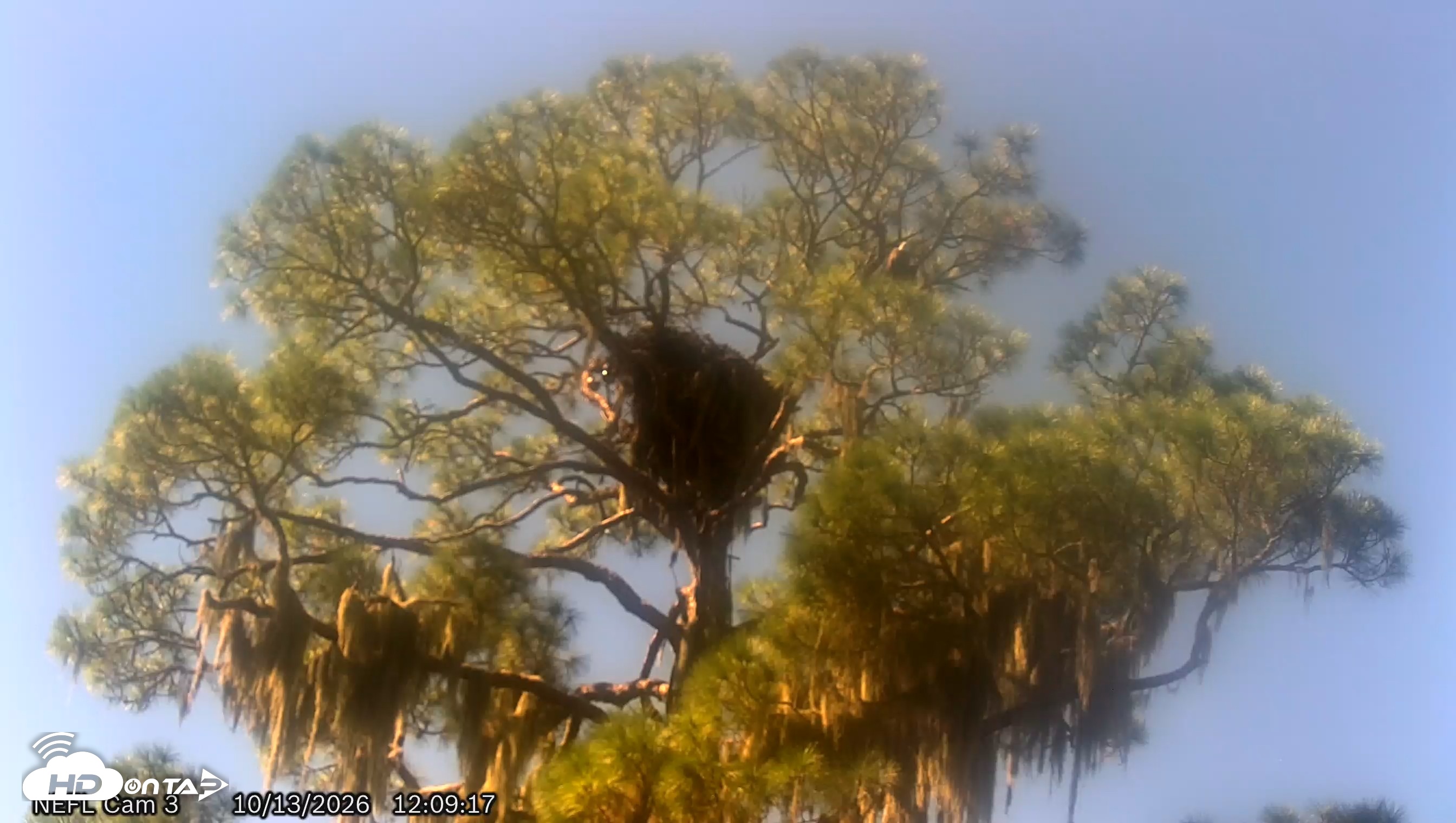 Snapshot of NE Florida Eagles Live Webcam taken Oct 13, 2026, 12:10pm EDT