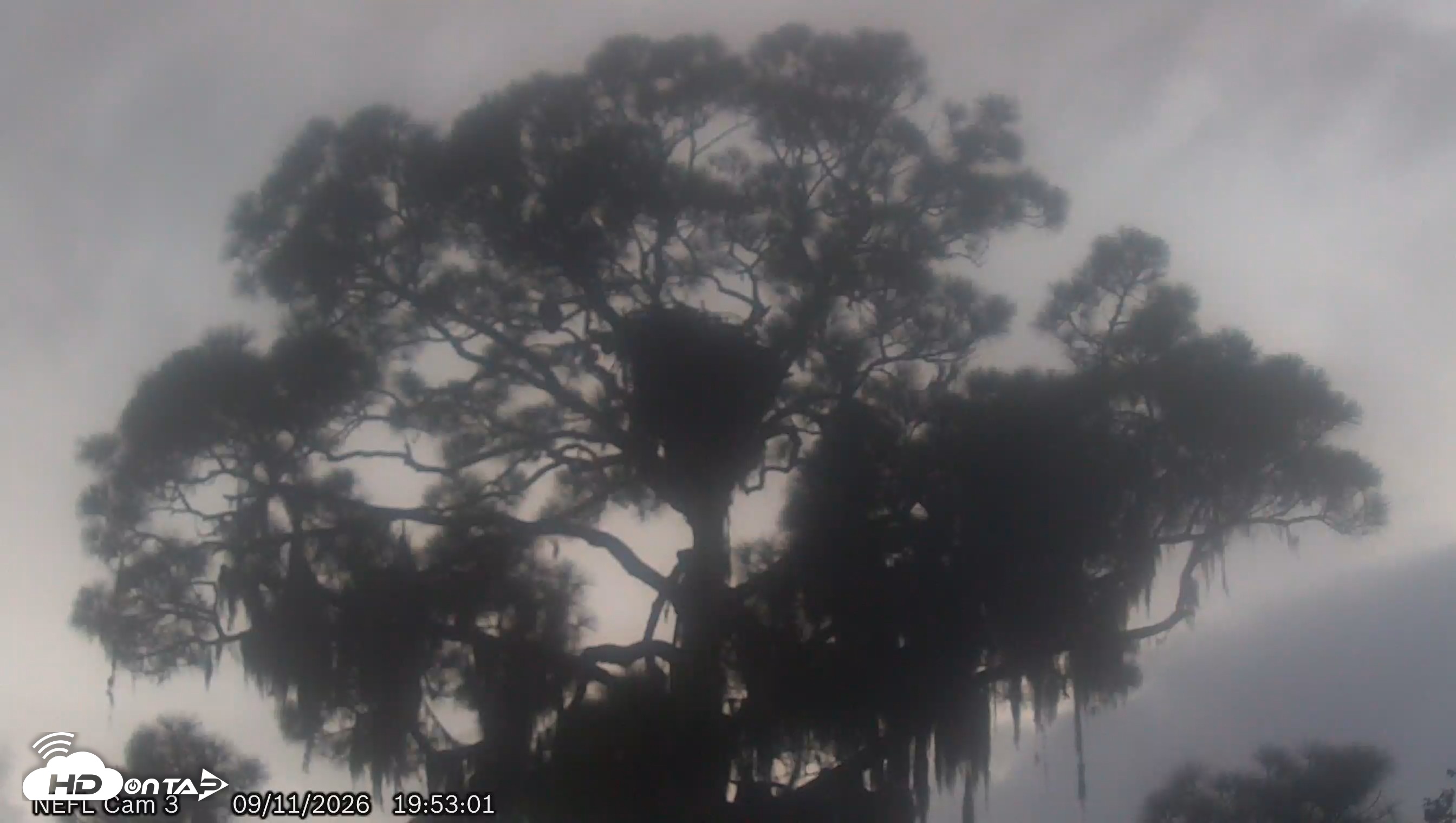 Snapshot of NE Florida Eagles Live Webcam taken Sep 11, 2026, 7:53pm EDT