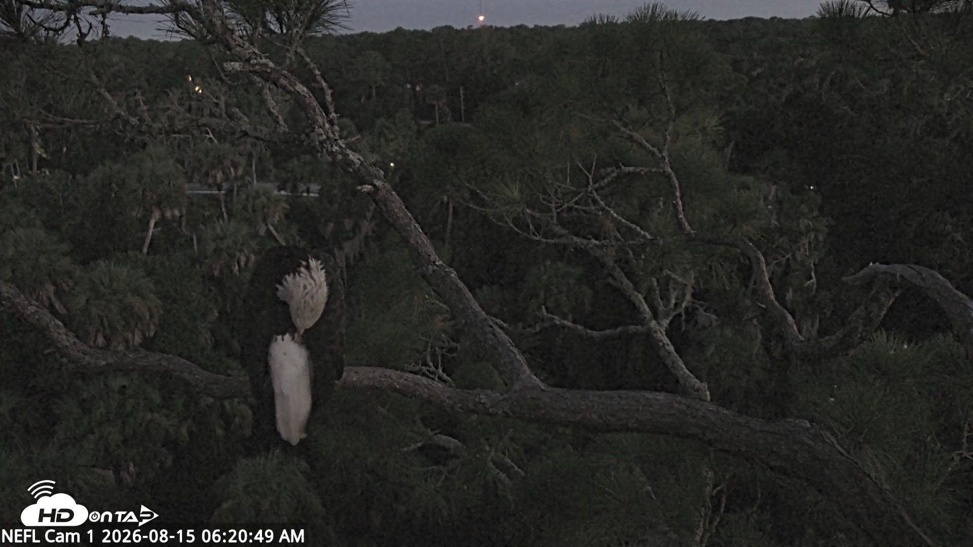 Snapshot of NE Florida Eagles Live Webcam taken Aug 15, 2026, 6:22am EDT