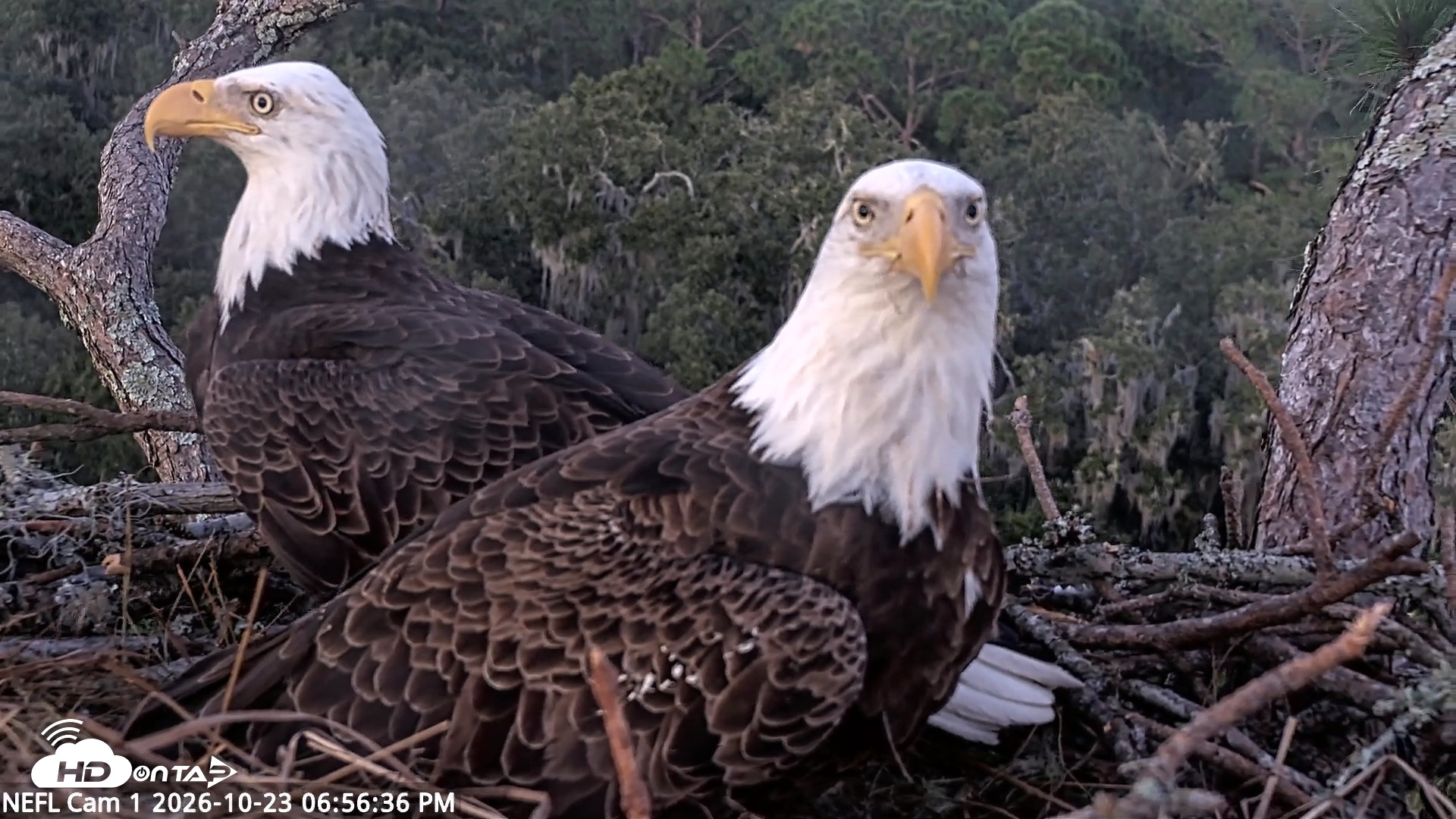 Snapshot of NE Florida Eagles Live Webcam taken Oct 23, 2026, 6:57pm EDT