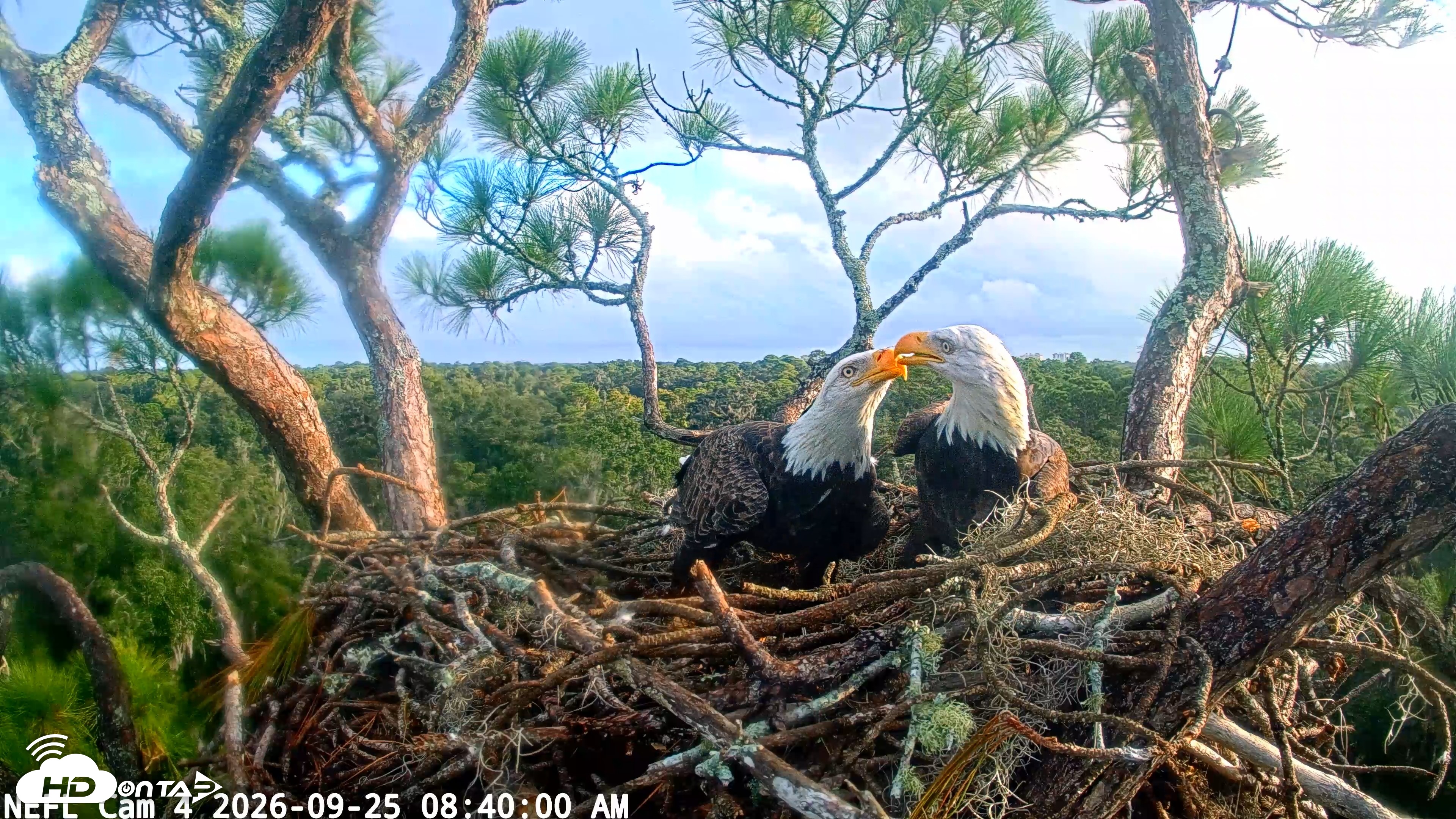 Snapshot of NE Florida Eagles Live Webcam taken Sep 25, 2026, 8:40am EDT