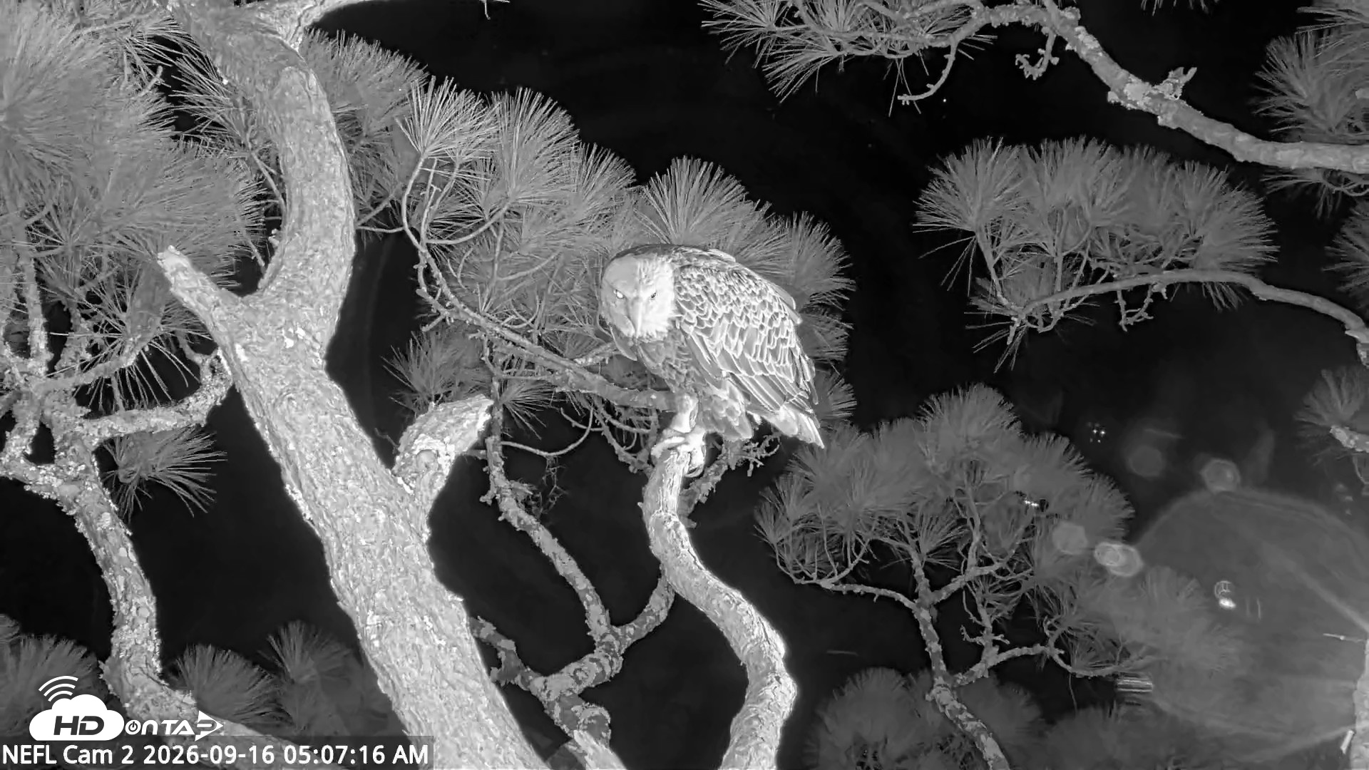 Snapshot of NE Florida Eagles Live Webcam taken Sep 16, 2026, 5:08am EDT