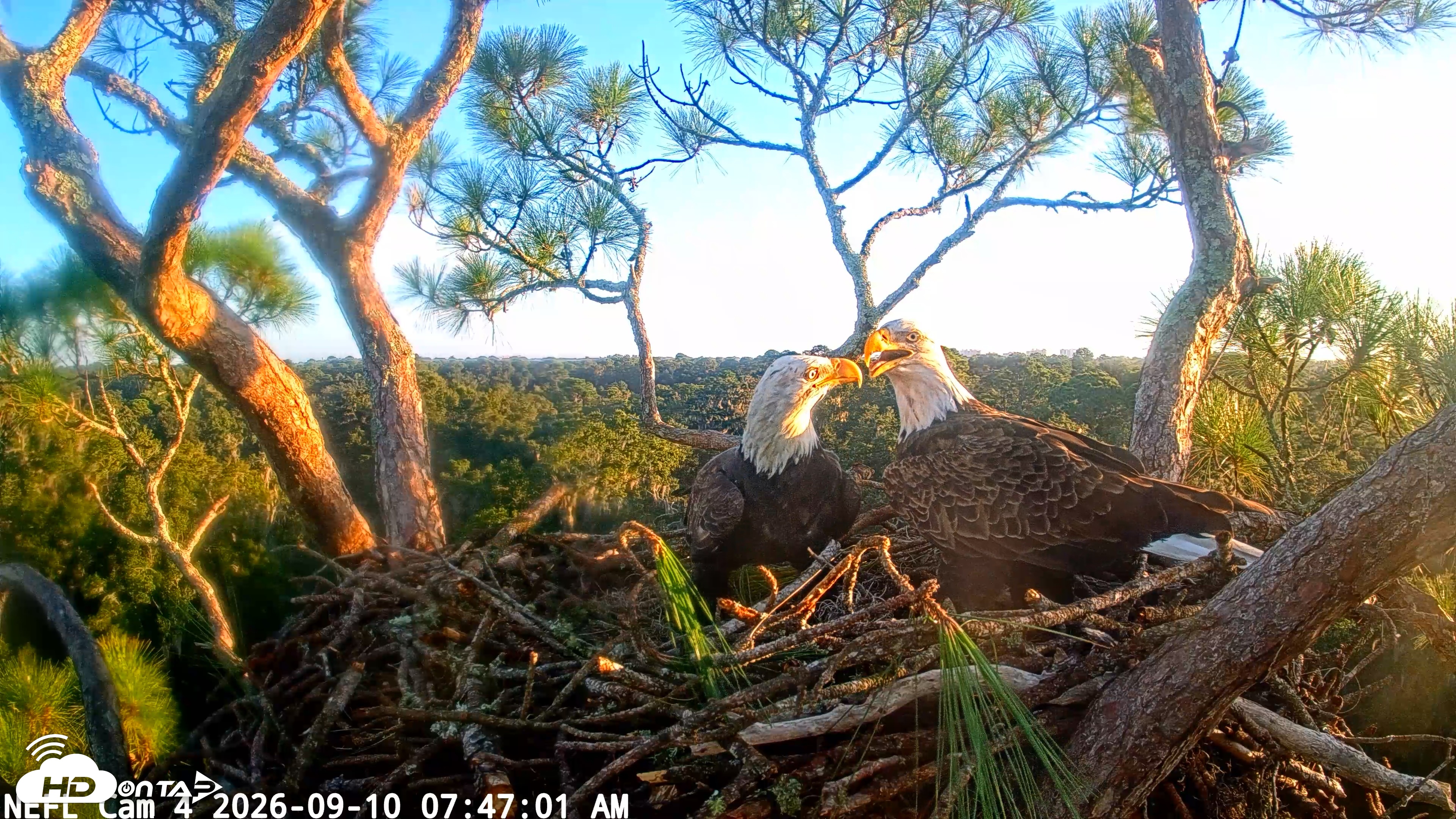 Snapshot of NE Florida Eagles Live Webcam taken Sep 10, 2026, 7:47am EDT