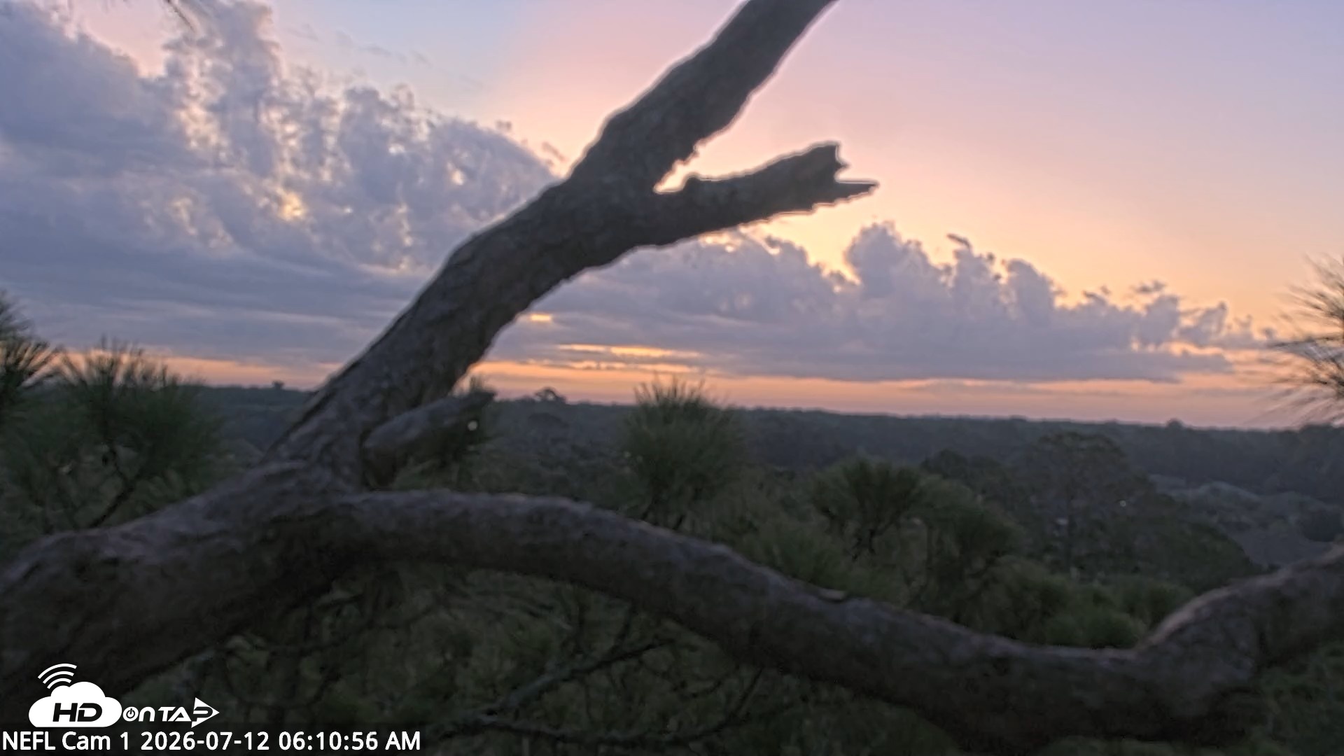 Snapshot of NE Florida Eagles Live Webcam taken Jul 12, 2026, 6:11am EDT
