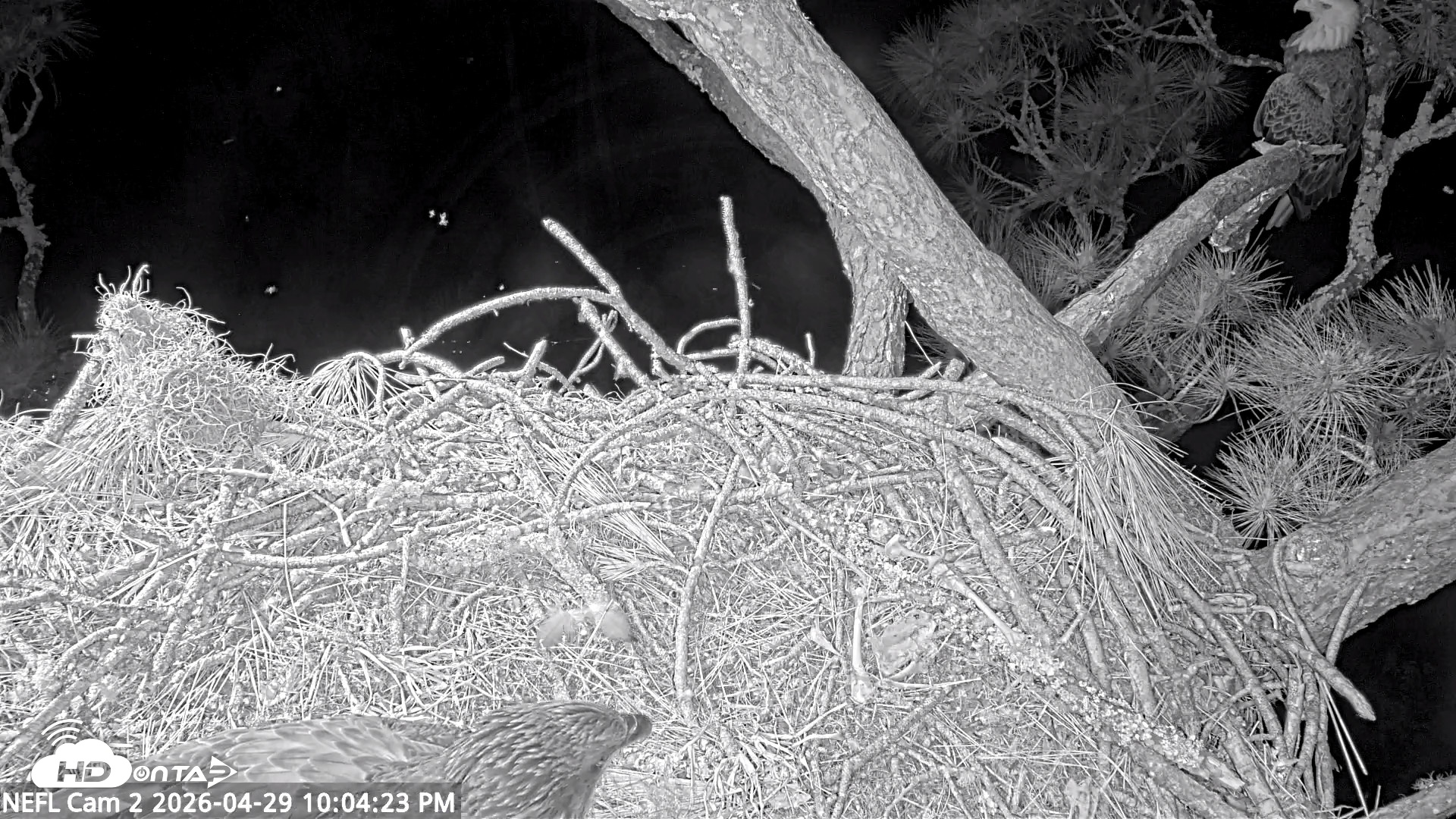 Snapshot of NE Florida Eagles Live Webcam taken Apr 29, 2026, 10:05pm EDT