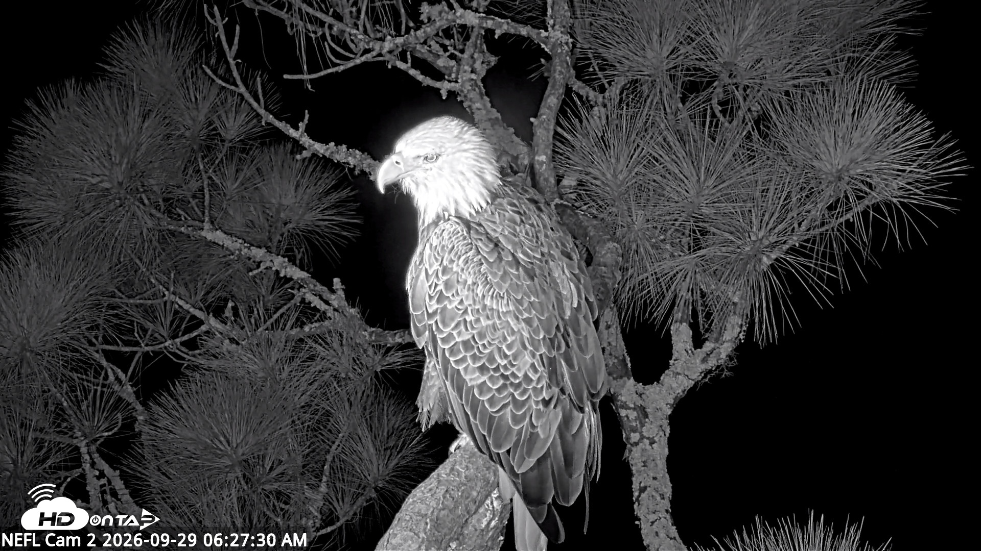 Snapshot of NE Florida Eagles Live Webcam taken Sep 29, 2026, 6:35am EDT