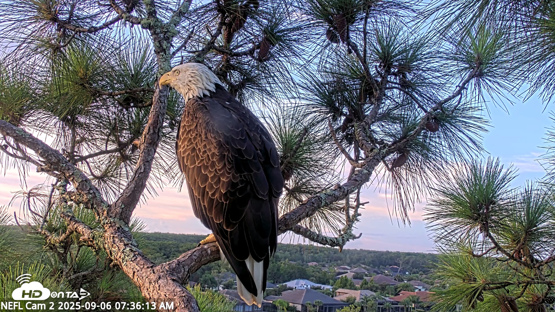 Snapshot of NE Florida Eagles Live Webcam taken Sep 6, 2025, 7:37am EDT