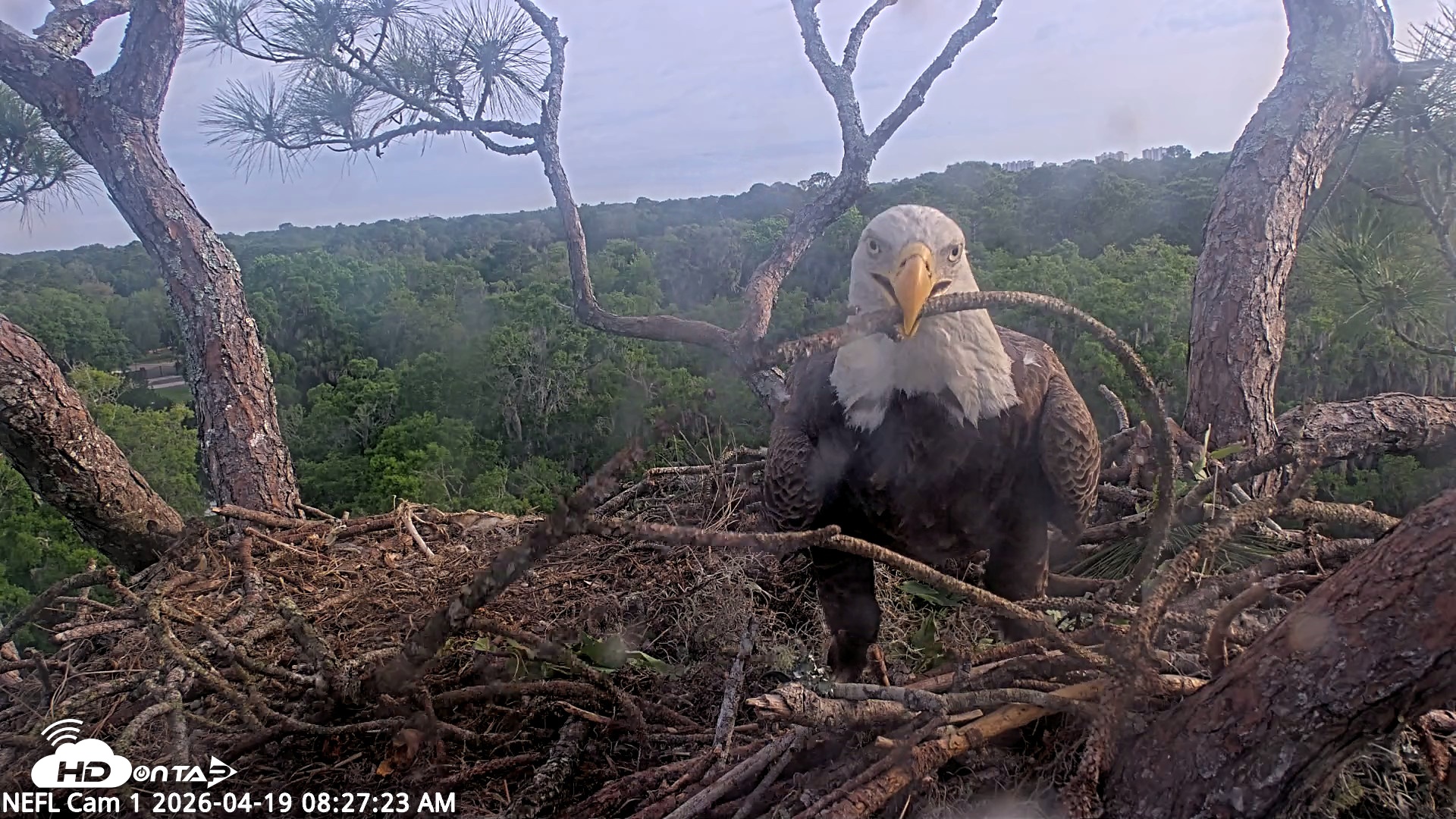Snapshot of NE Florida Eagles Live Webcam taken Apr 19, 2026, 8:28am EDT