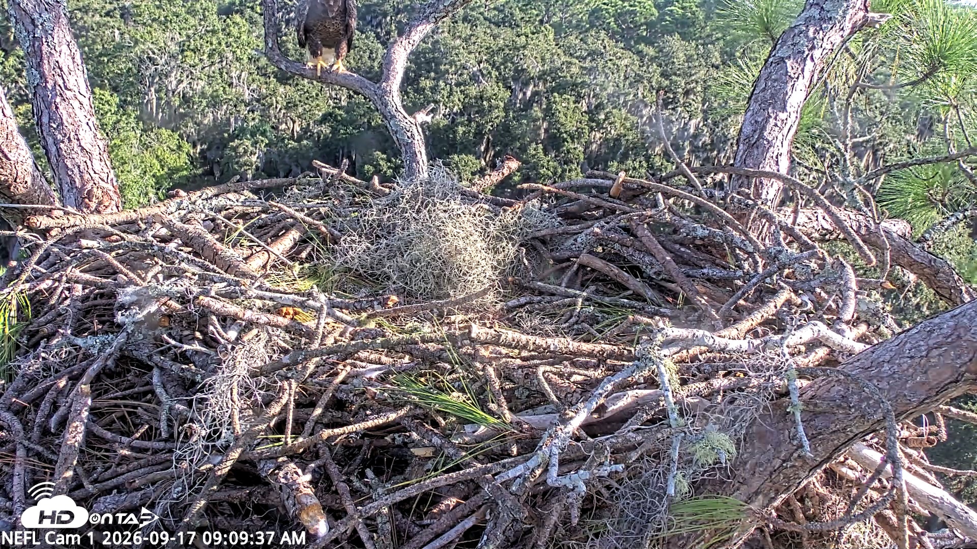Snapshot of NE Florida Eagles Live Webcam taken Sep 17, 2026, 9:10am EDT