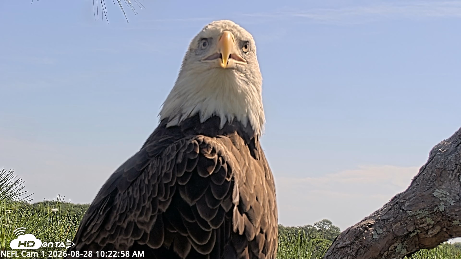 Snapshot of NE Florida Eagles Live Webcam taken Aug 28, 2026, 10:23am EDT