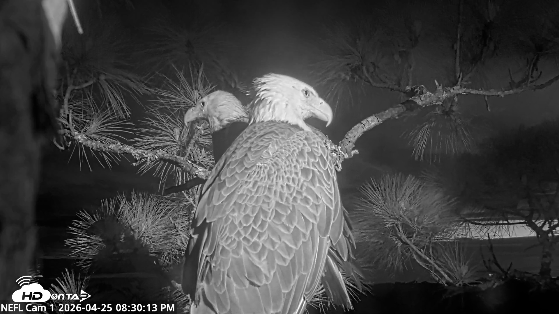 Snapshot of NE Florida Eagles Live Webcam taken Apr 25, 2026, 8:31pm EDT