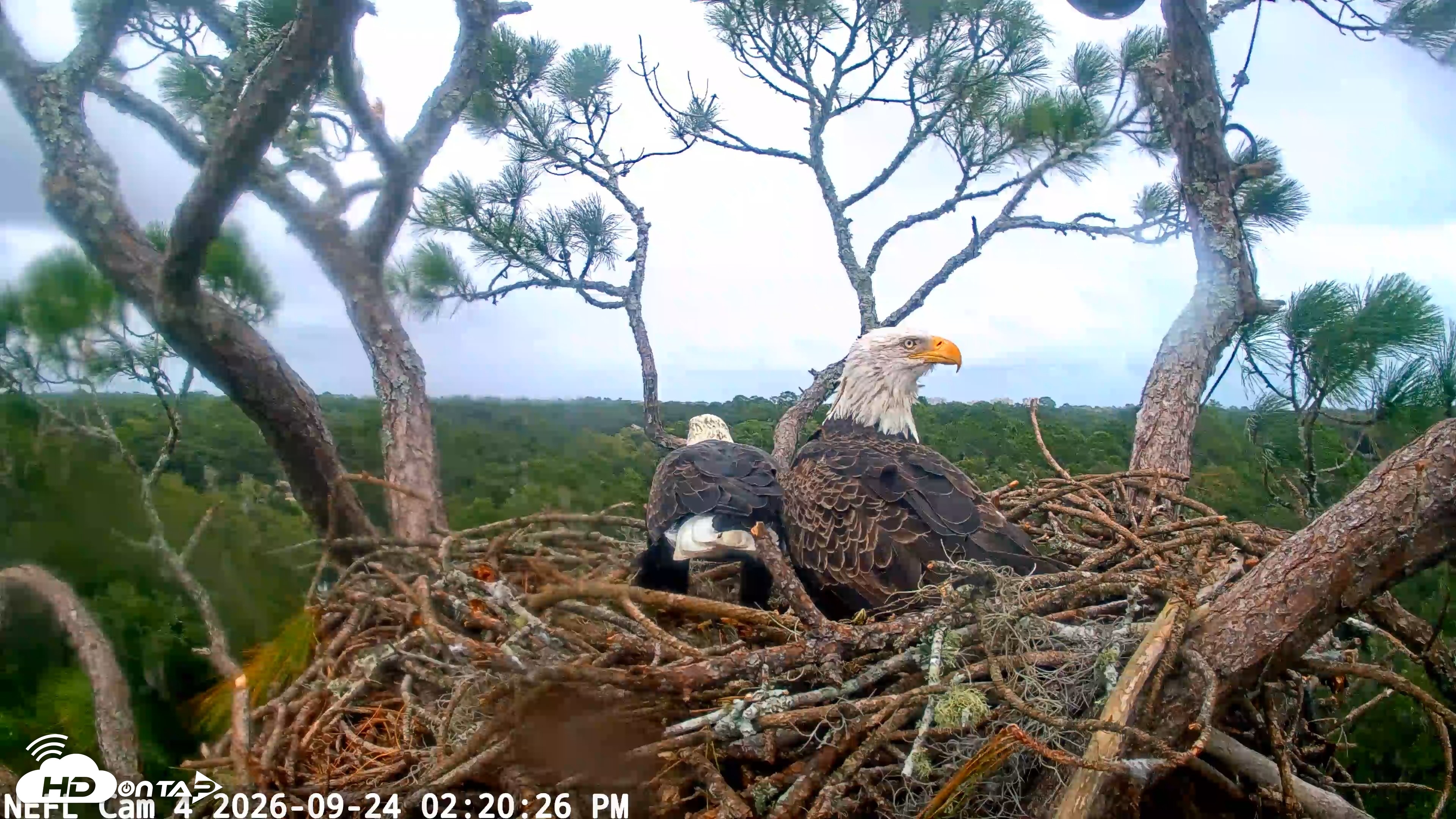 Snapshot of NE Florida Eagles Live Webcam taken Sep 24, 2026, 2:21pm EDT