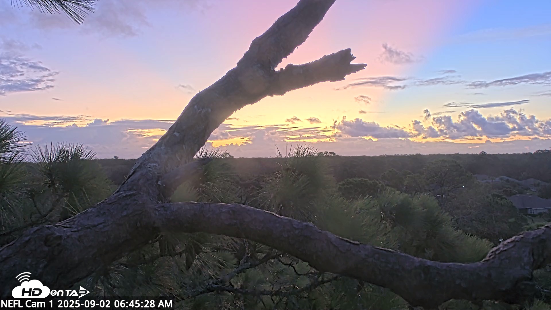 Snapshot of NE Florida Eagles Live Webcam taken Sep 2, 2025, 6:46am EDT