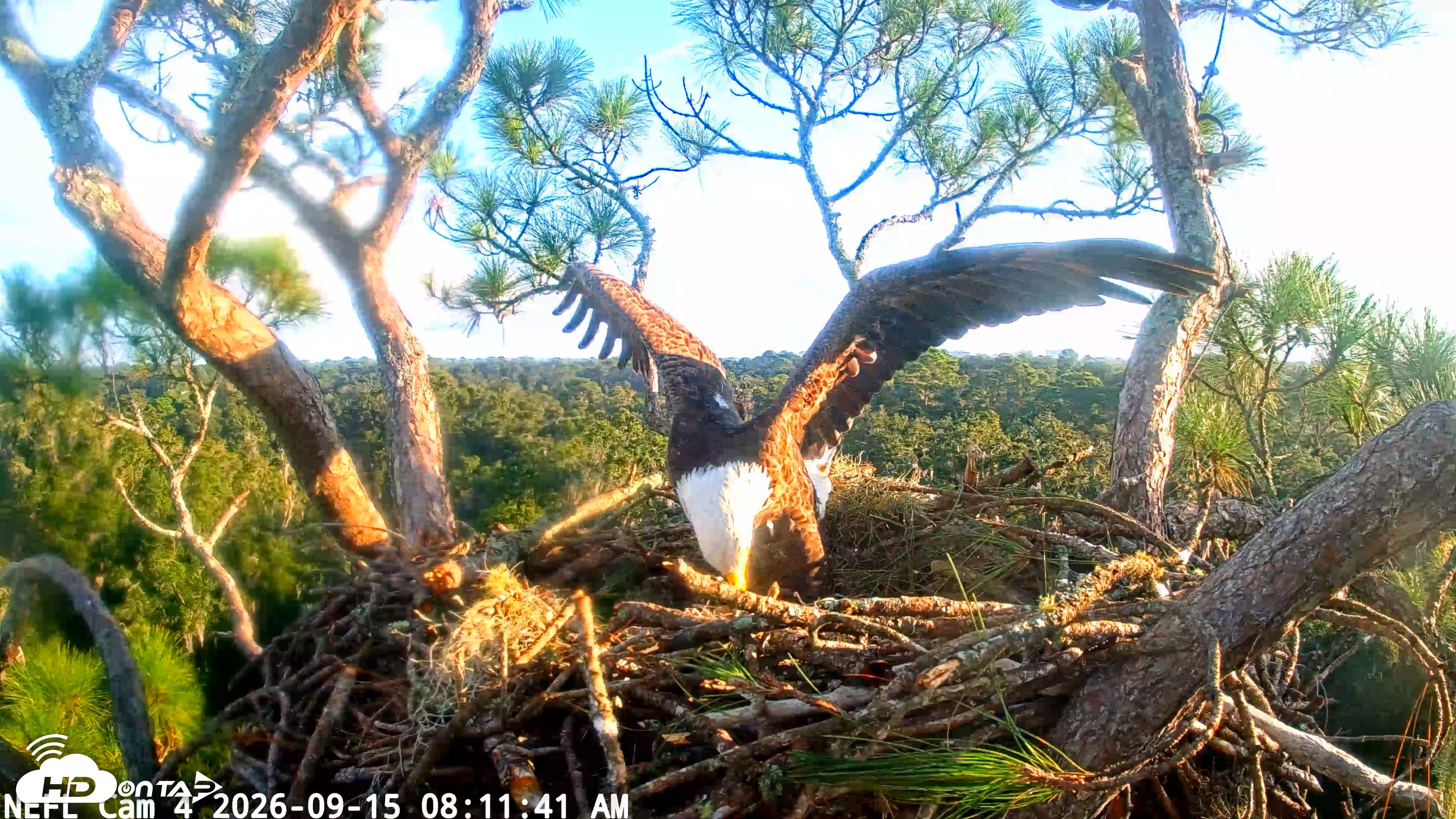 Snapshot of NE Florida Eagles Live Webcam taken Sep 15, 2026, 8:12am EDT