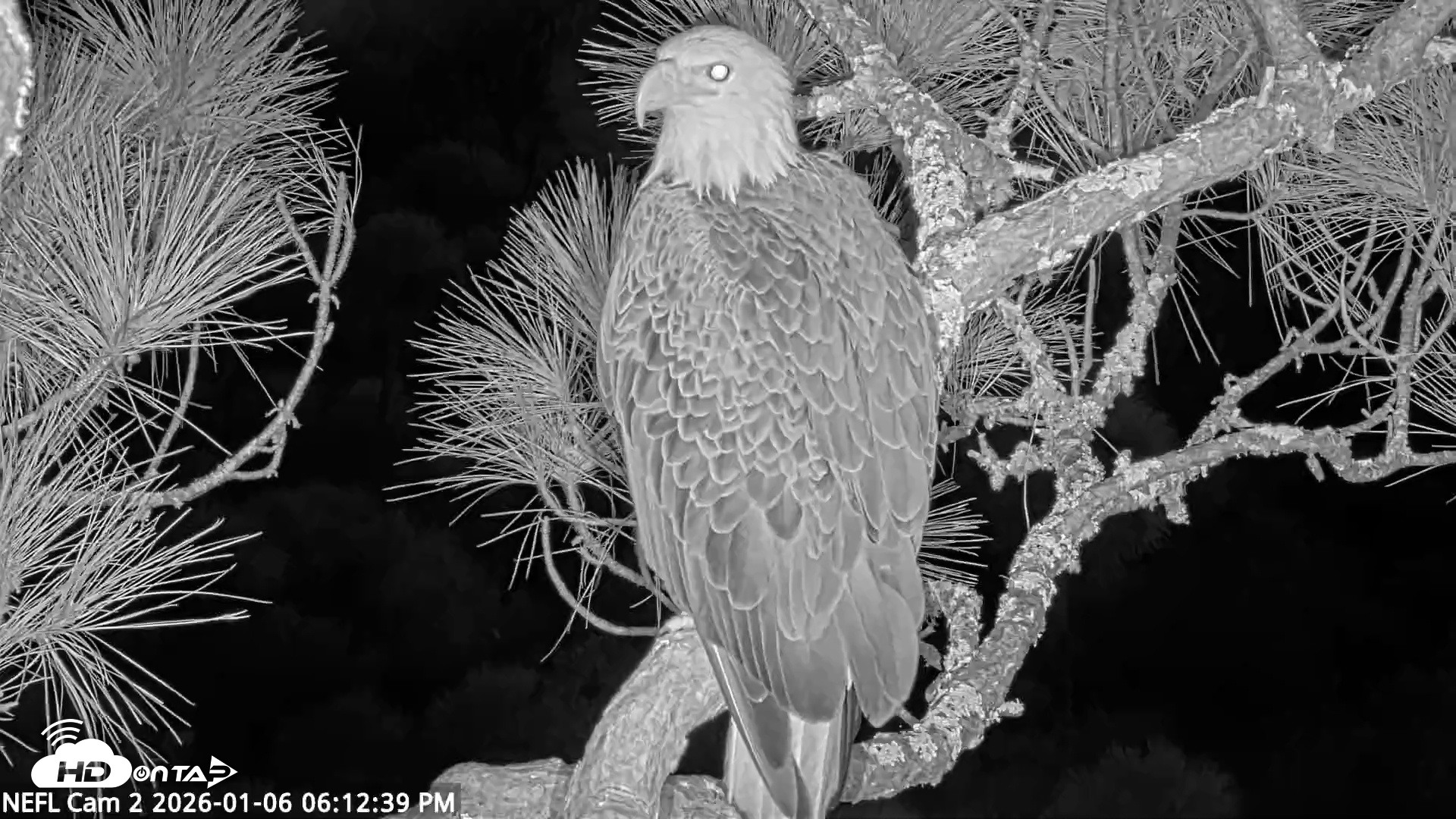Snapshot of NE Florida Eagles Live Webcam taken Jan 6, 2026, 6:13pm EST