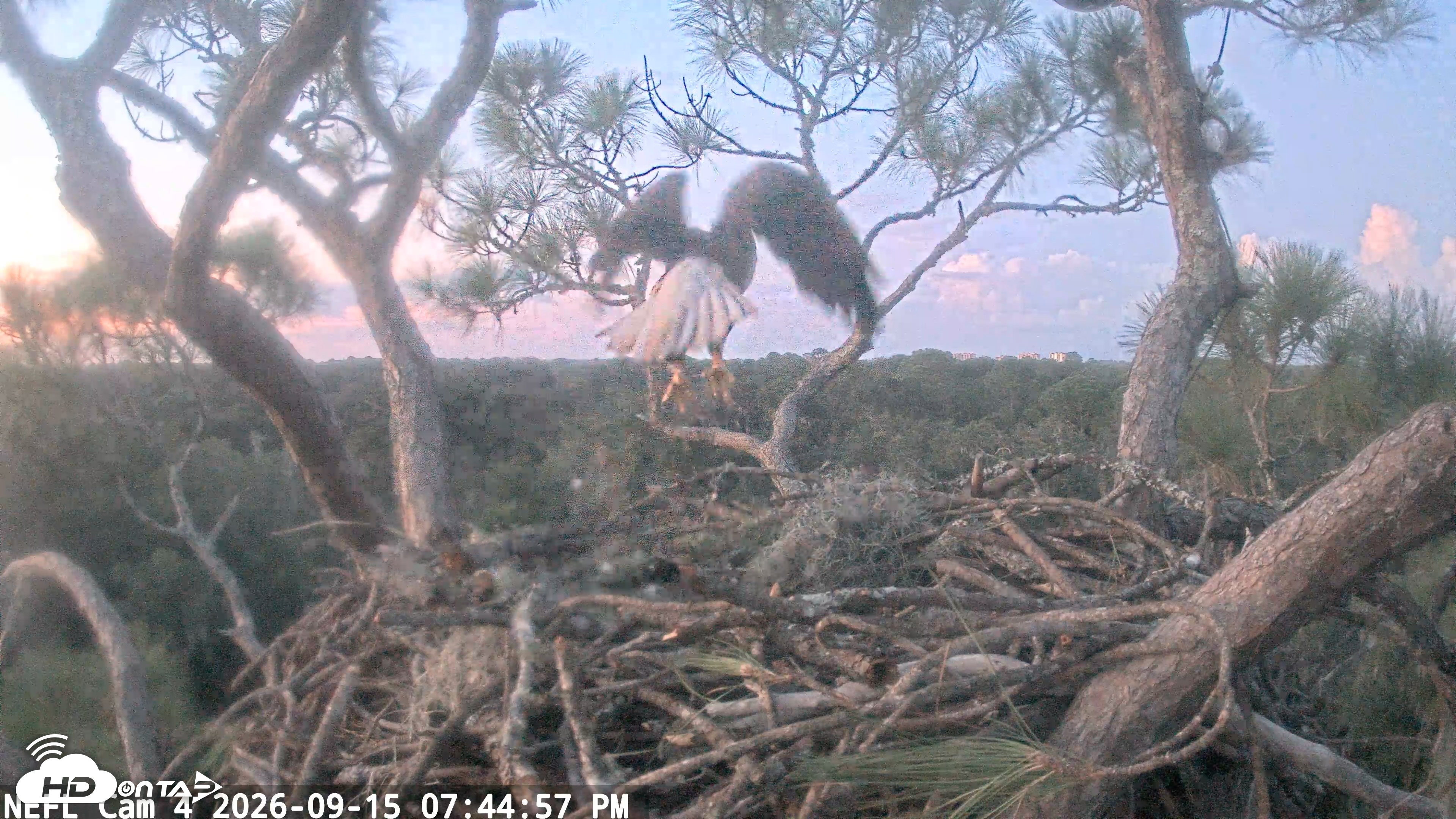 Snapshot of NE Florida Eagles Live Webcam taken Sep 15, 2026, 7:45pm EDT