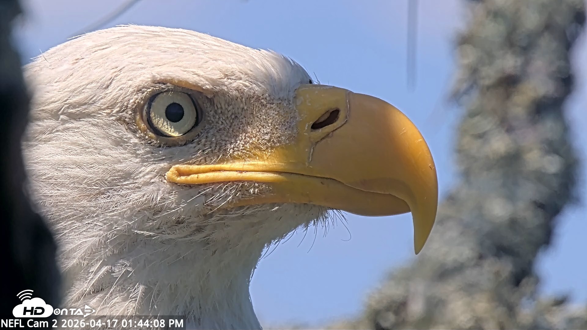 Snapshot of NE Florida Eagles Live Webcam taken Apr 17, 2026, 1:45pm EDT