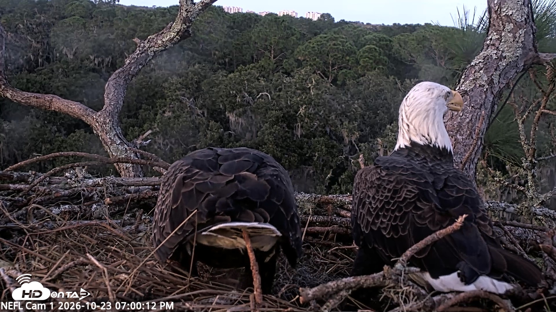Snapshot of NE Florida Eagles Live Webcam taken Oct 23, 2026, 7:01pm EDT