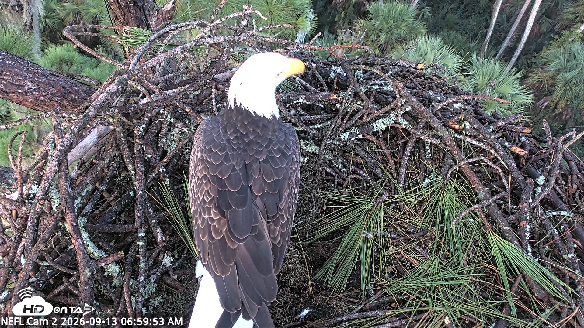 Snapshot of NE Florida Eagles Live Webcam taken Sep 13, 2026, 7:01am EDT
