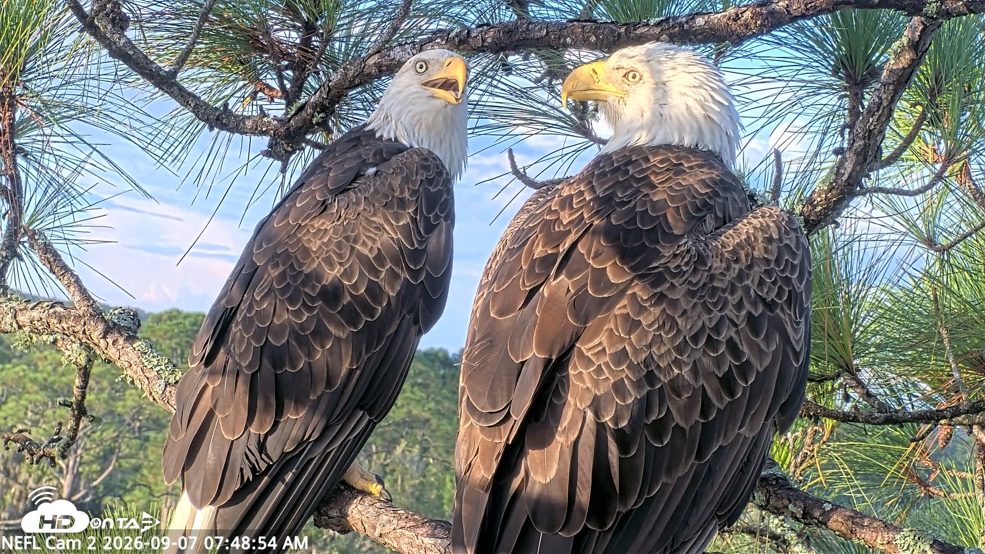 Snapshot of NE Florida Eagles Live Webcam taken Sep 7, 2026, 7:49am EDT