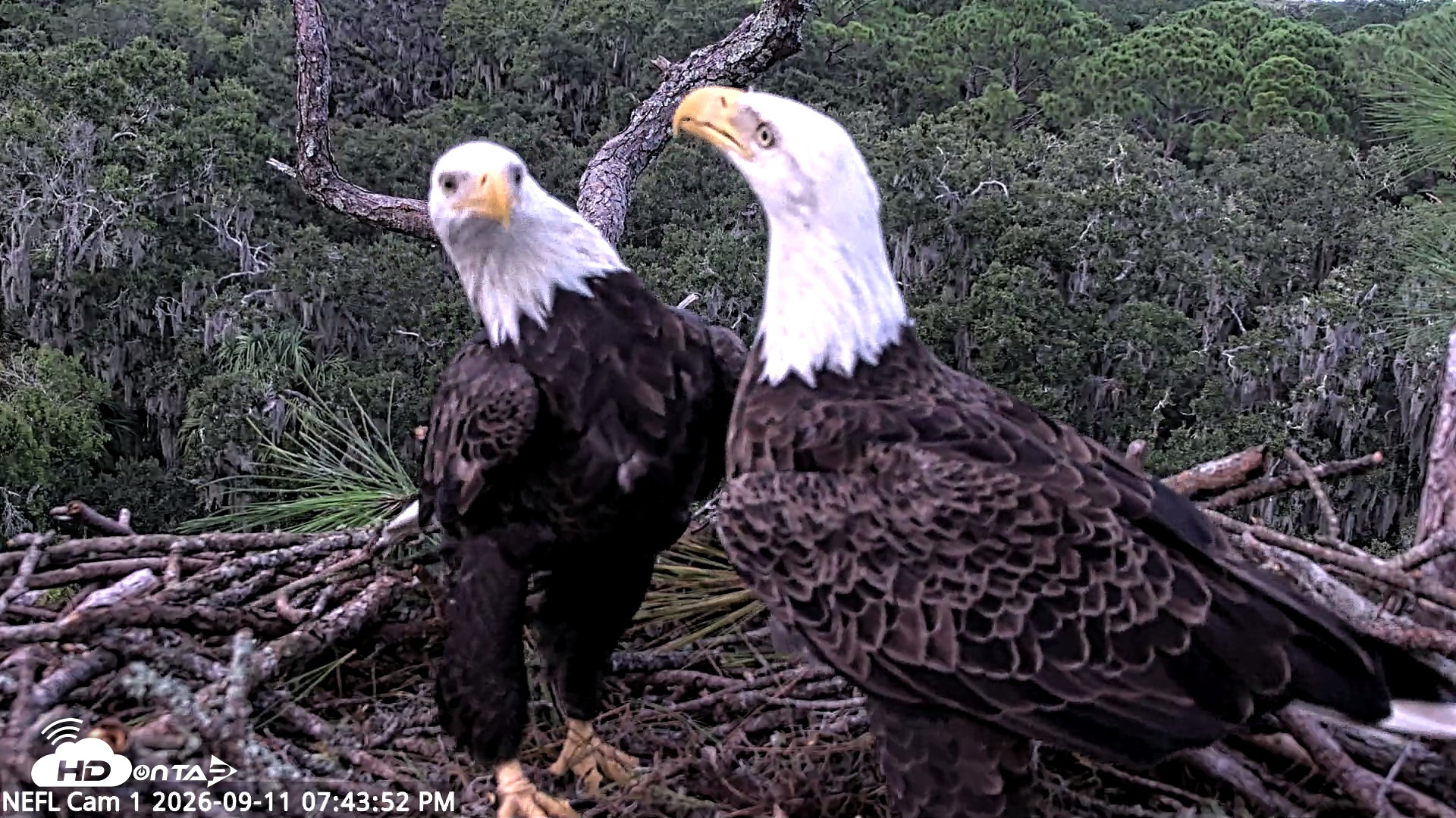 Snapshot of NE Florida Eagles Live Webcam taken Sep 11, 2026, 7:44pm EDT
