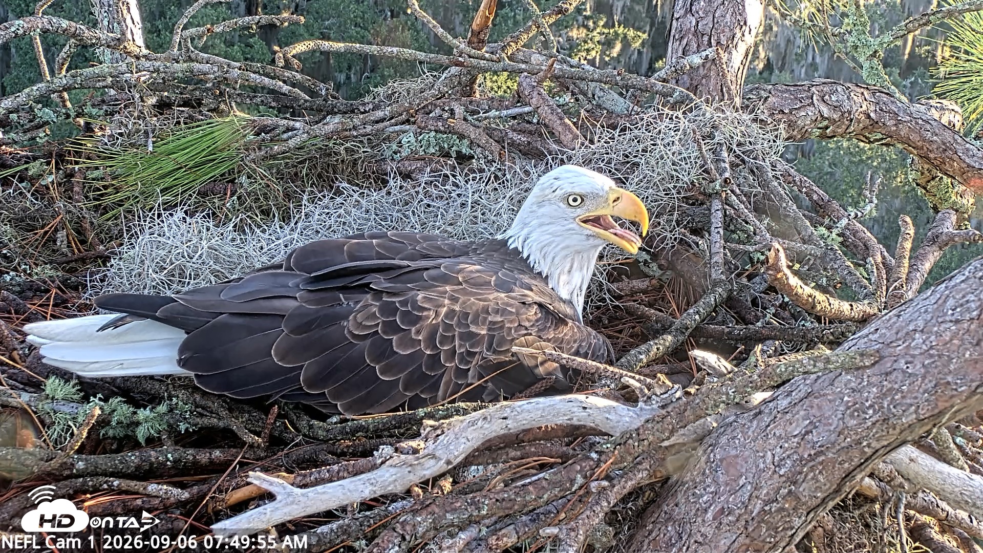 Snapshot of NE Florida Eagles Live Webcam taken Sep 6, 2026, 7:50am EDT